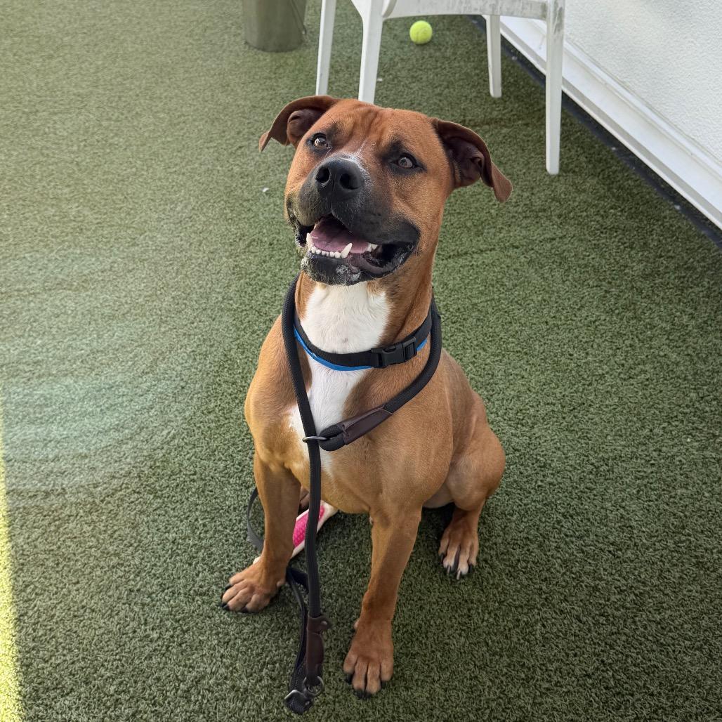 Joe, a Adoptable mixed breed in Tampa, FL image 5/5