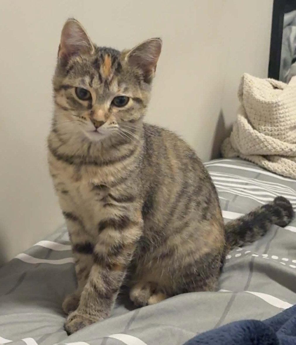 Enlarge Otto, a Adoptable Domestic Short Hair in Orleans, ON image 2/3