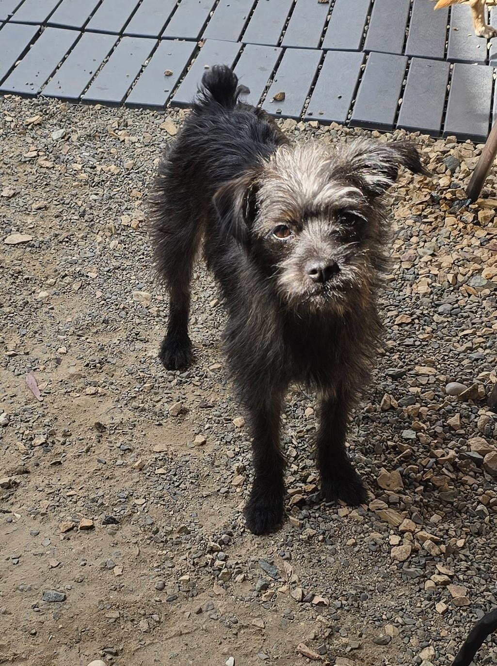 Amaya, a ADOPTABLE mixed breed in Lake Forest, CA image 5/5