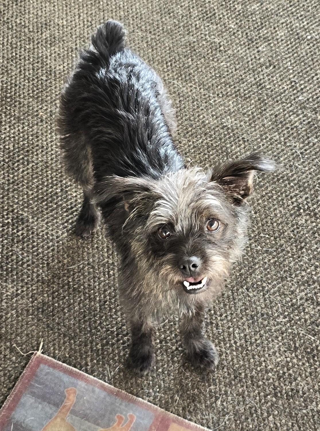 Amaya, a ADOPTABLE mixed breed in Lake Forest, CA image 3/5
