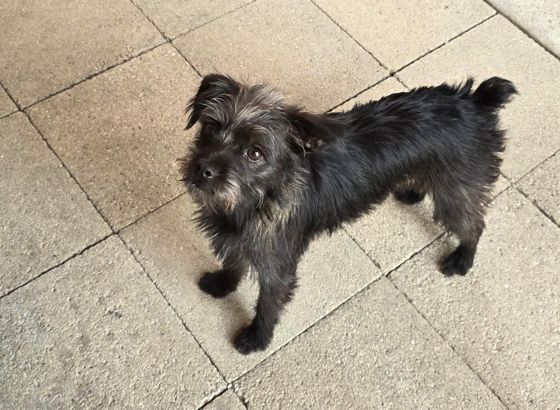 Amaya, a ADOPTABLE mixed breed in Lake Forest, CA image 2/5