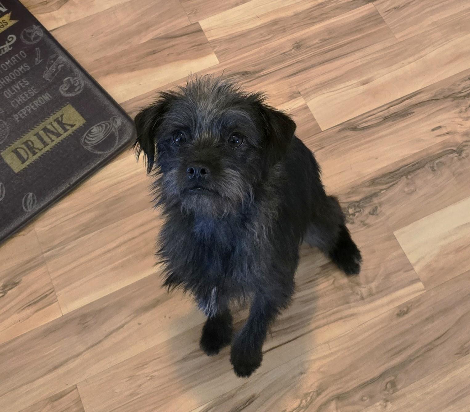 Amaya, a ADOPTABLE mixed breed in Lake Forest, CA image 1/5