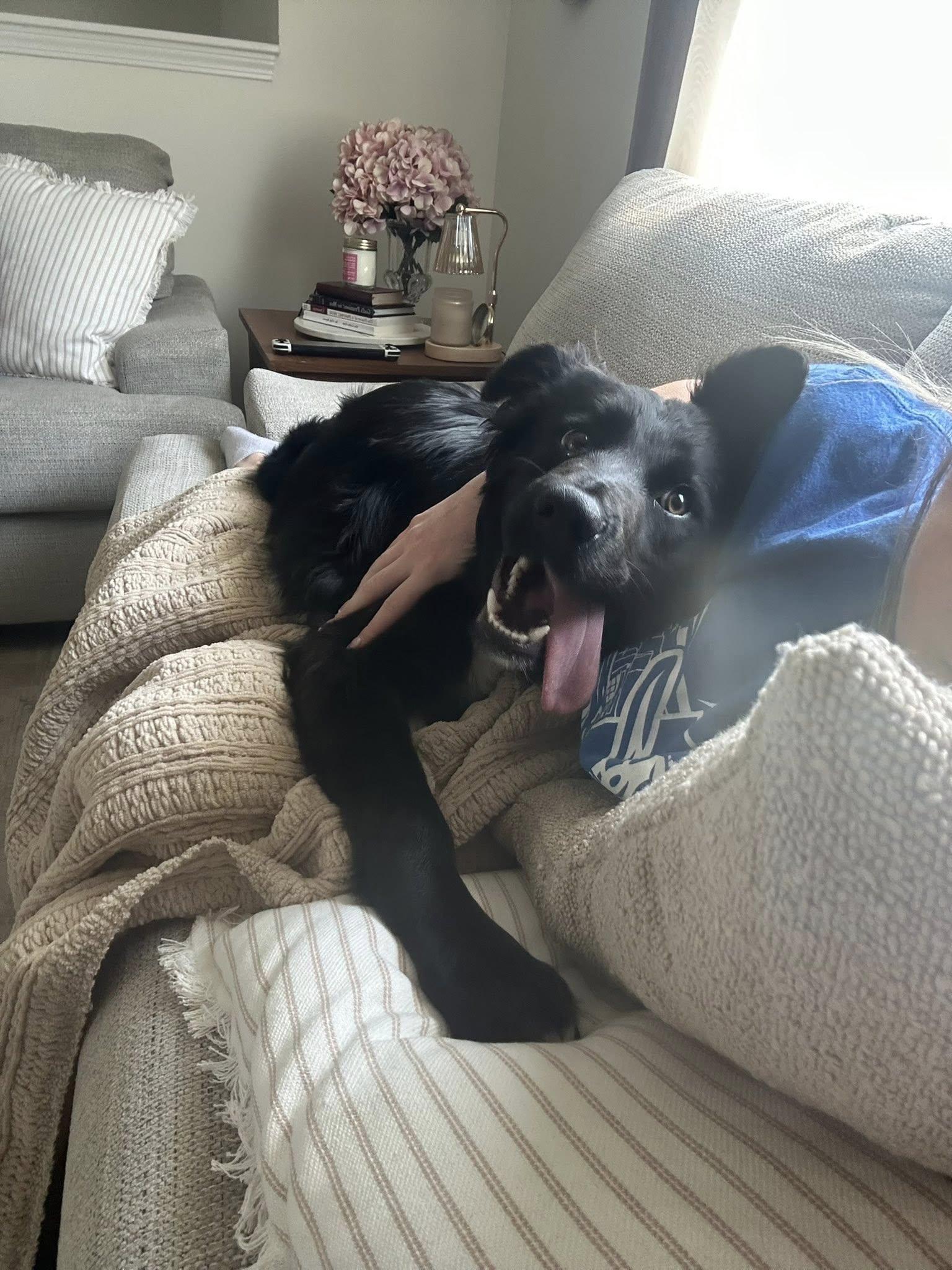 Enlarge Watson, an adopted mixed breed in Indianapolis, IN image 2/3