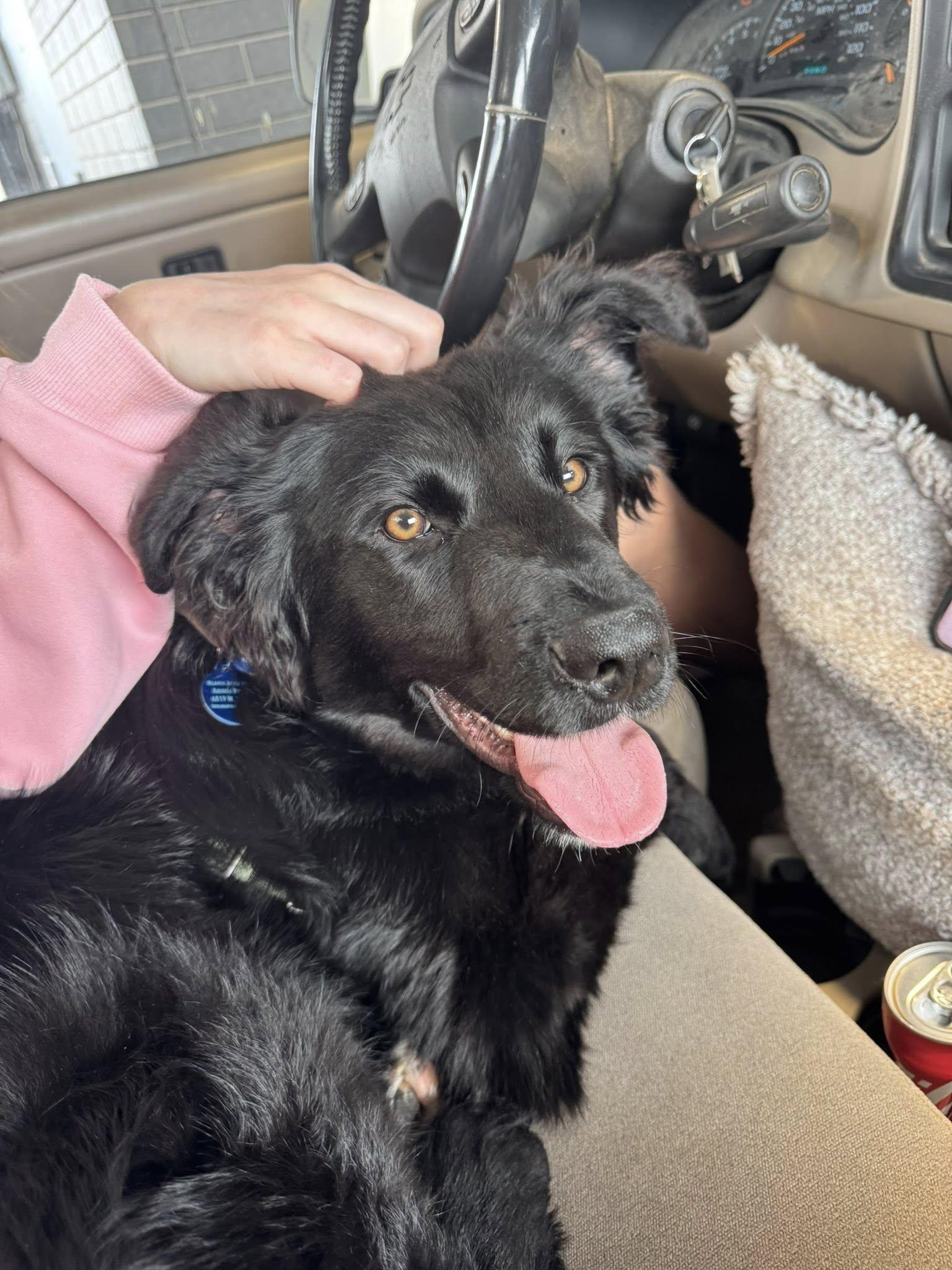 Enlarge Watson, an adopted mixed breed in Indianapolis, IN image 1/3