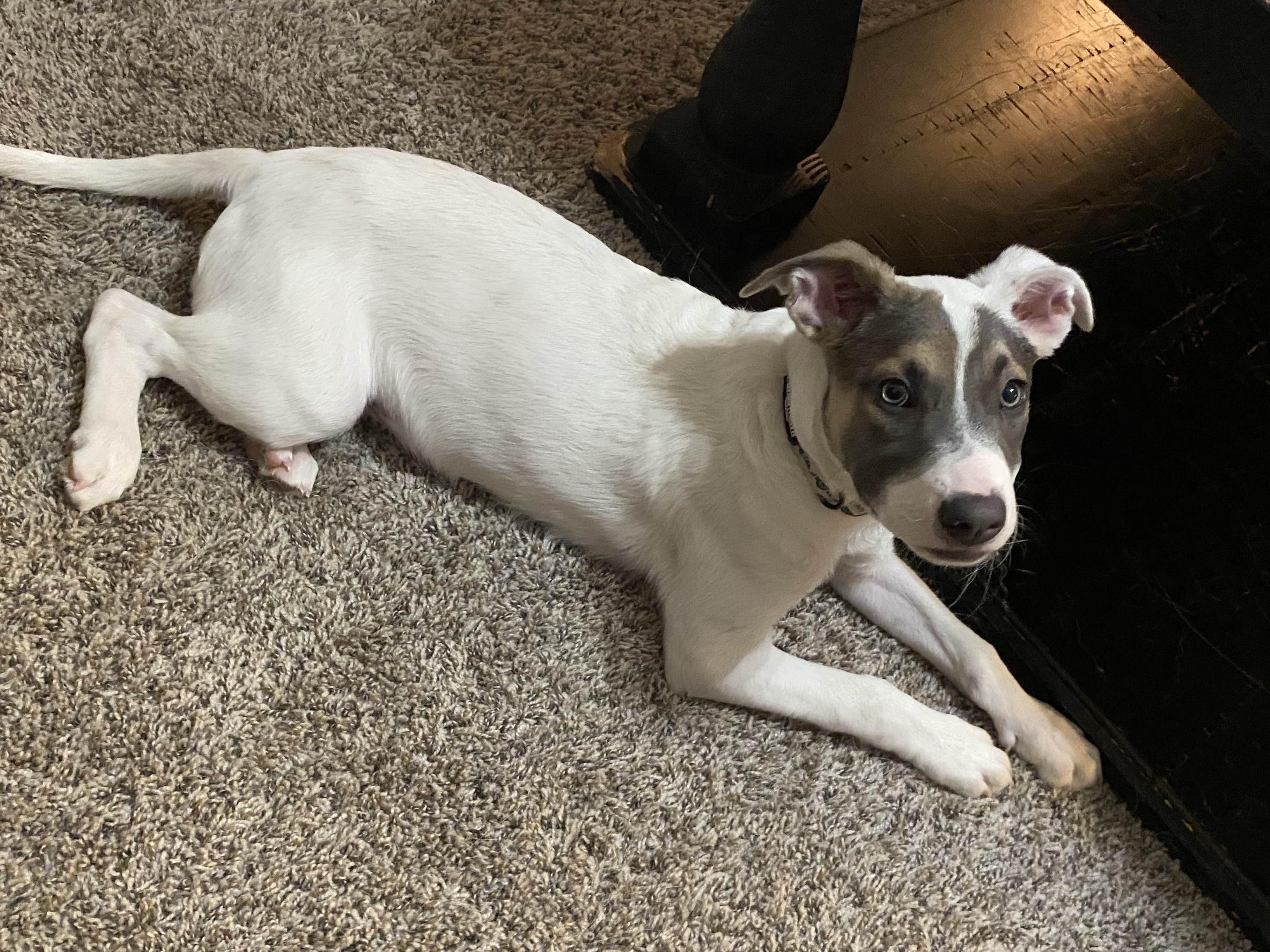 Scout, Young Male American Staffordshire Terrier