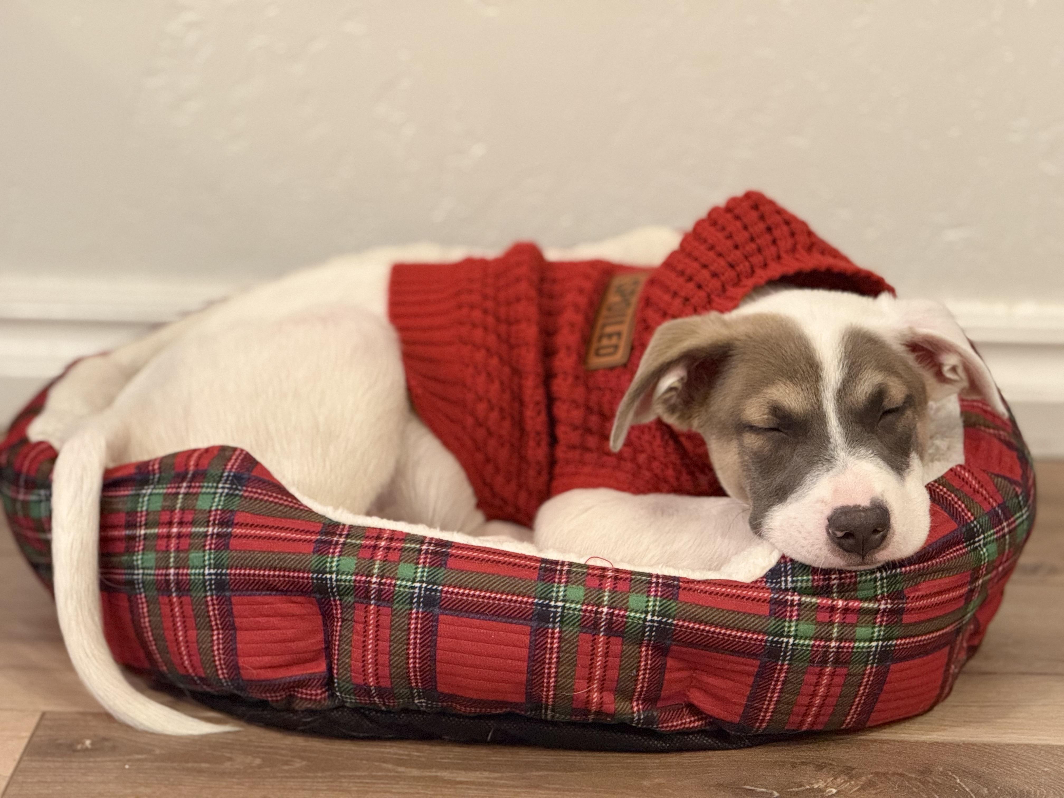Scout photo 2