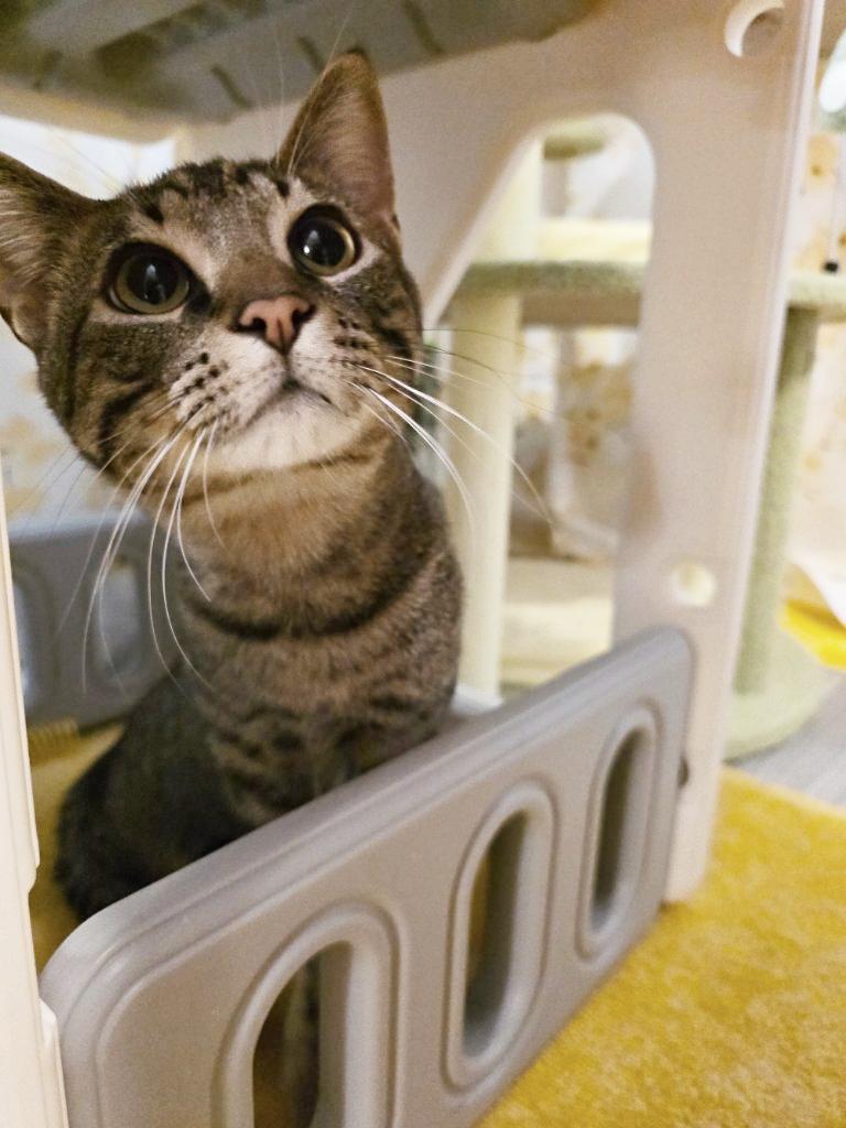 Enlarge Ay Ay Ron, an adopted Domestic Short Hair in Beaverton, OR image 2/2