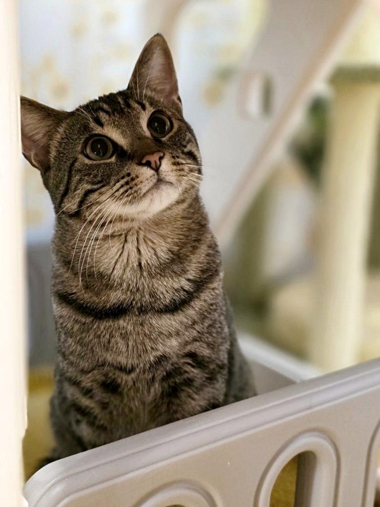 Enlarge Ay Ay Ron, an adopted Domestic Short Hair in Beaverton, OR image 1/2