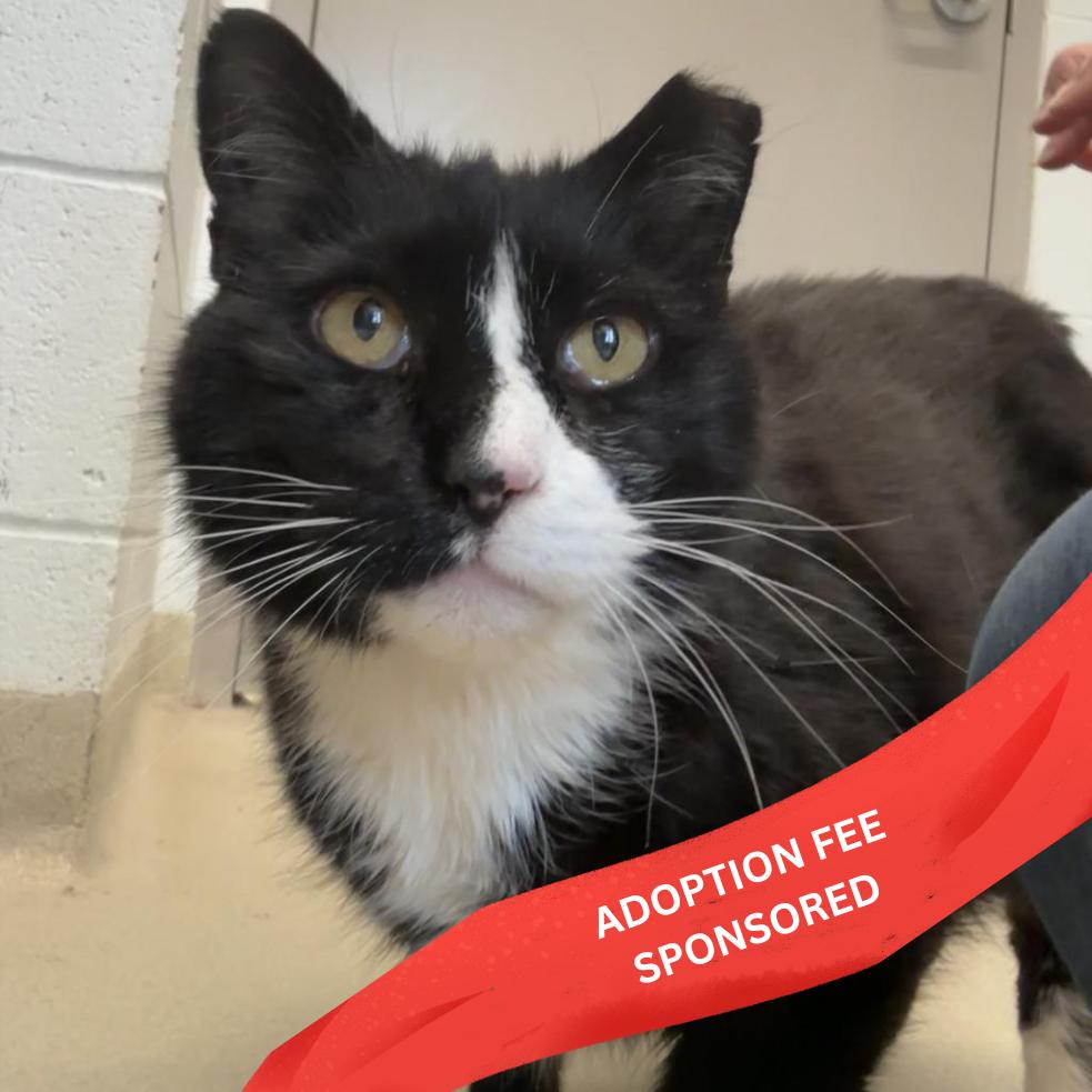 Enlarge Socks (In Foster), a Adoptable Domestic Short Hair in Marshall, VA image 1/5