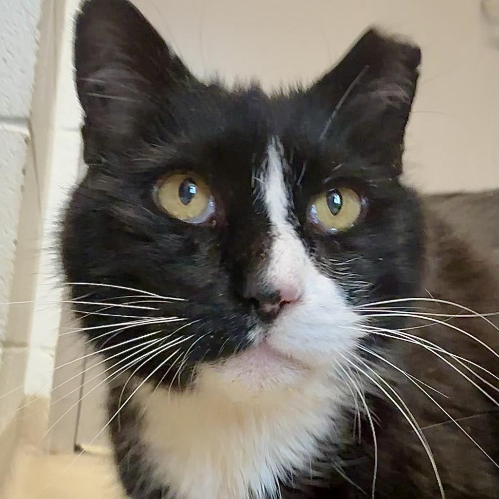 Socks, Adoptable, Senior Male Domestic Short Hair.