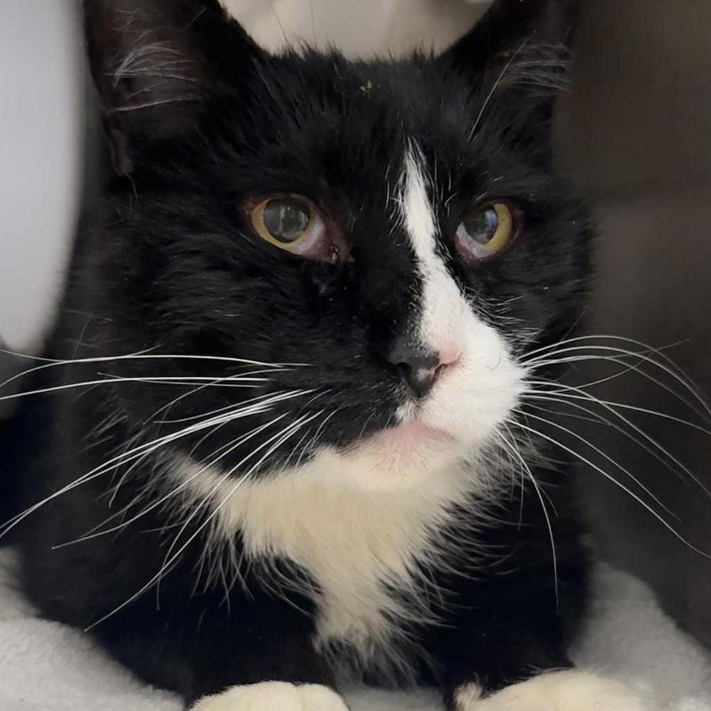 Enlarge Socks, a Adoptable Domestic Short Hair in Marshall, VA image 2/4