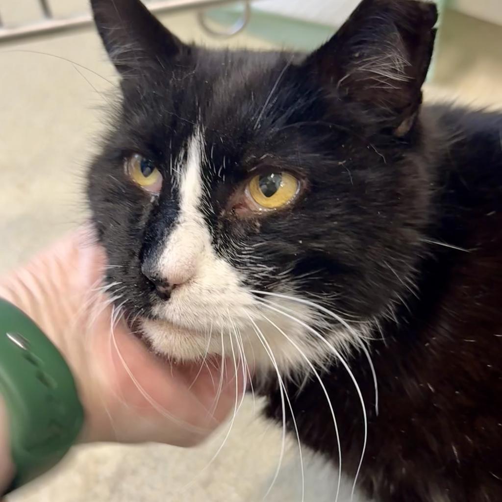 Enlarge Socks, a Adoptable Domestic Short Hair in Marshall, VA image 3/4