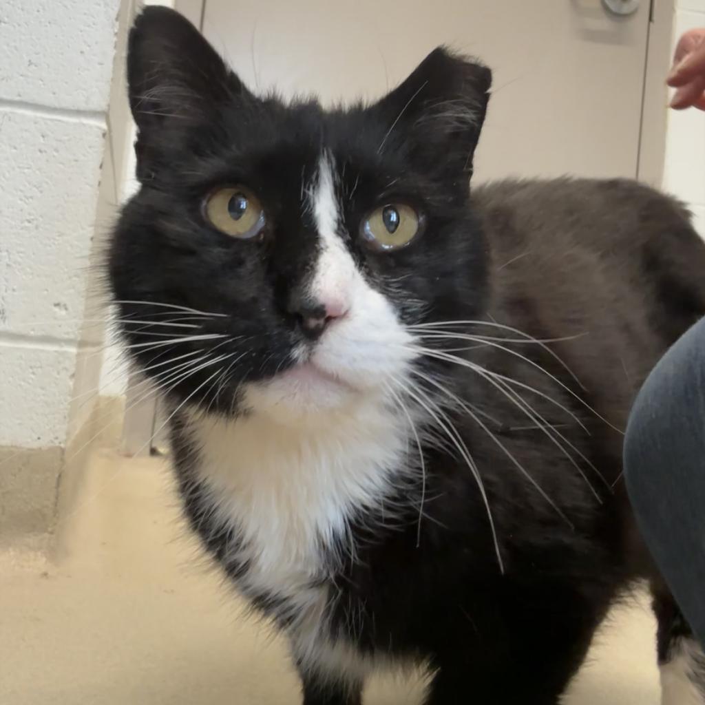 Enlarge Socks, a Adoptable Domestic Short Hair in Marshall, VA image 4/4