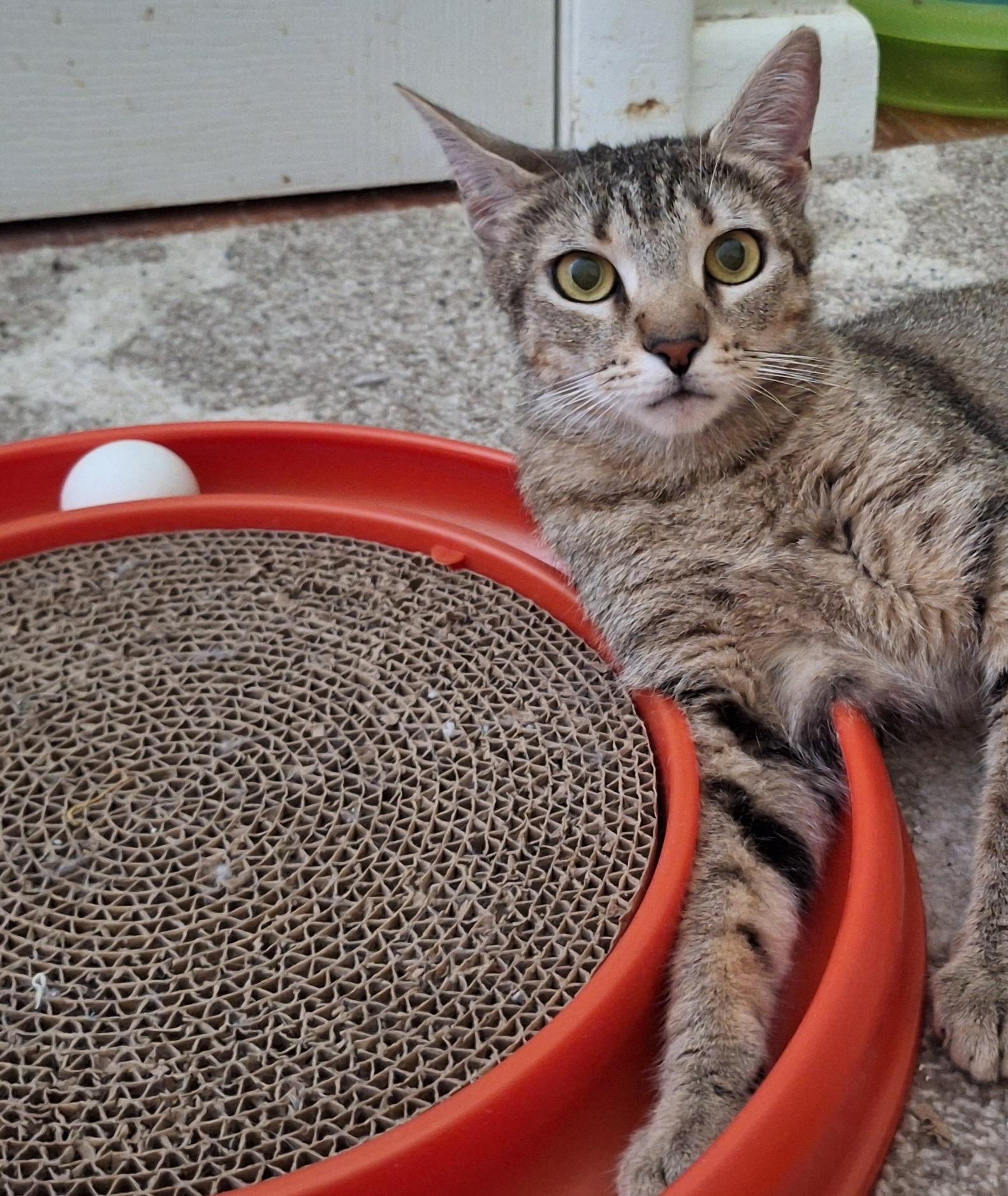 Sadie (Mom of Sadie's Babes Litter), Young Female unknown