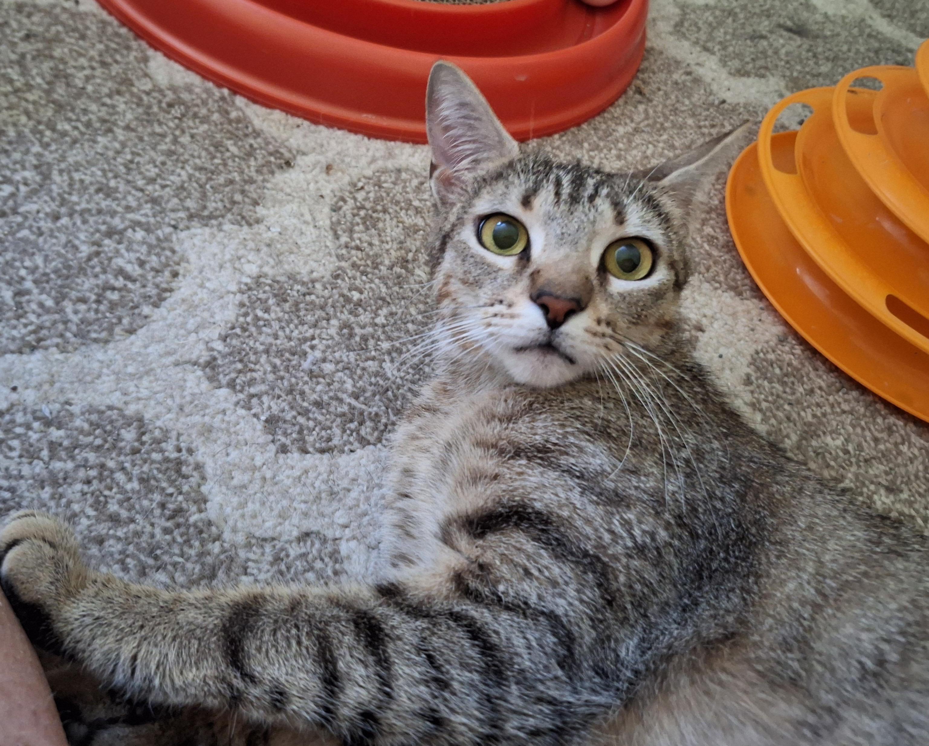 Sadie (Mom of Sadie's Babes Litter) photo 2