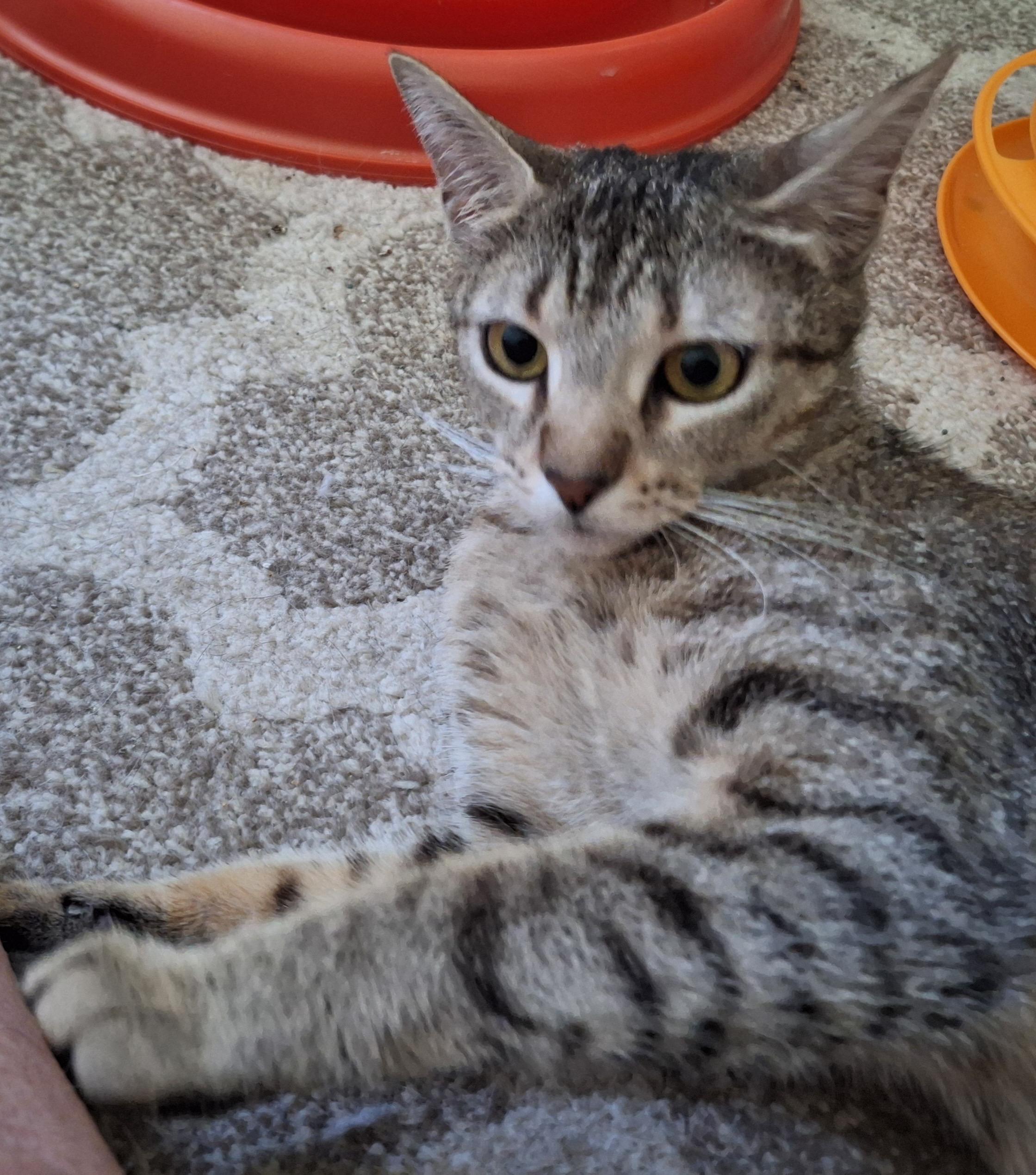 Sadie (Mom of Sadie's Babes Litter)