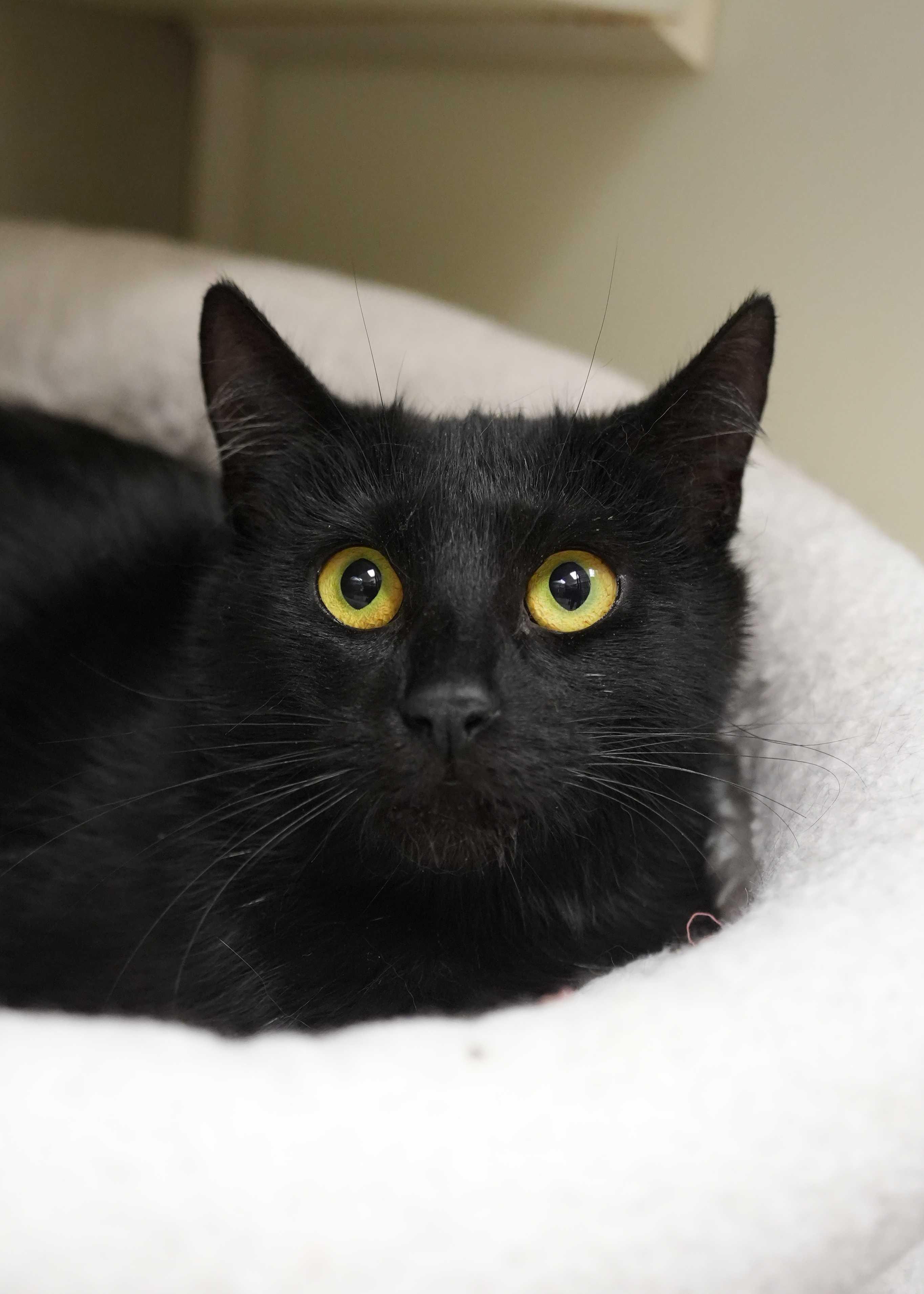Enlarge Pentatonix 56719, an adopted Domestic Short Hair in Aiken, SC image 1/1
