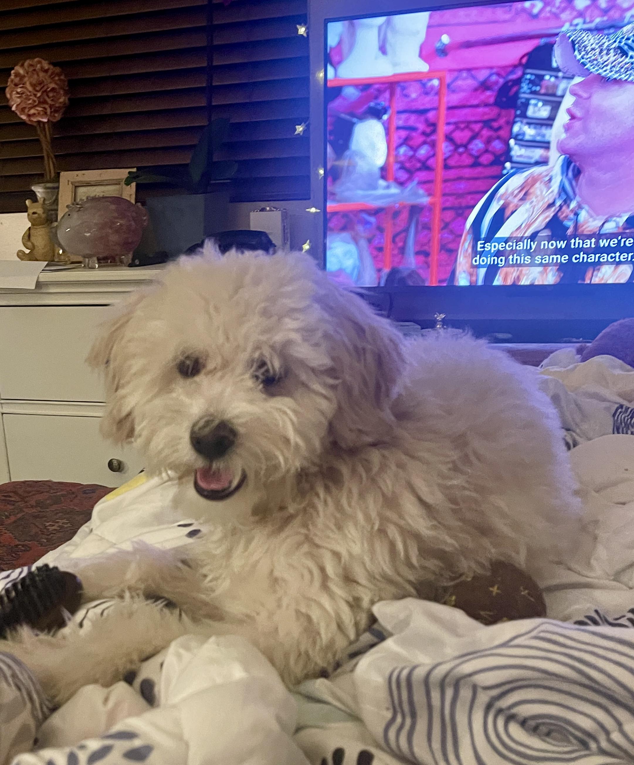 Enlarge Luke, an adopted Maltipoo in Sherman Oaks, CA image 1/6