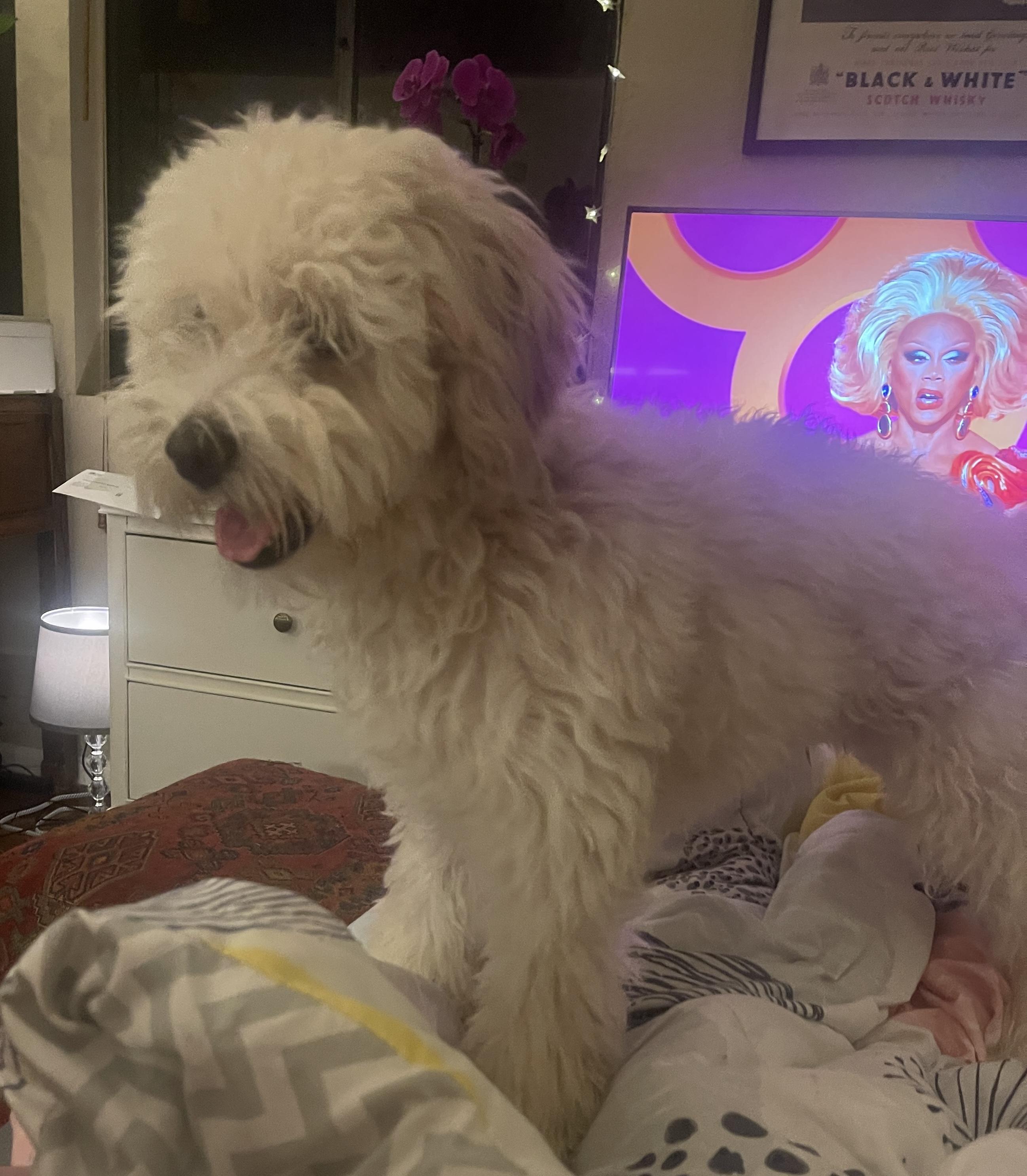 Enlarge Luke, an adopted Maltipoo in Sherman Oaks, CA image 6/6