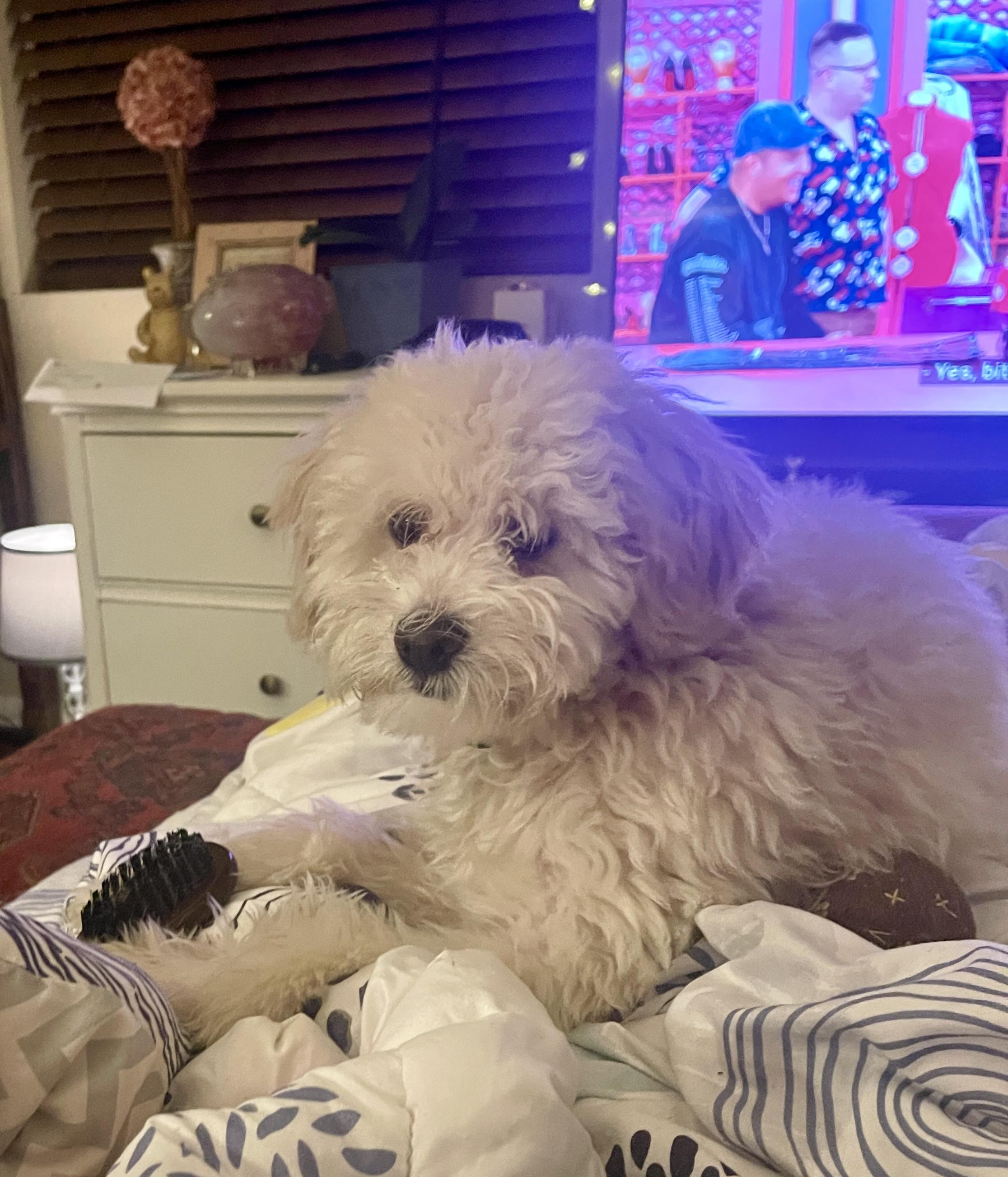 Enlarge Luke, an adopted Maltipoo in Sherman Oaks, CA image 3/6