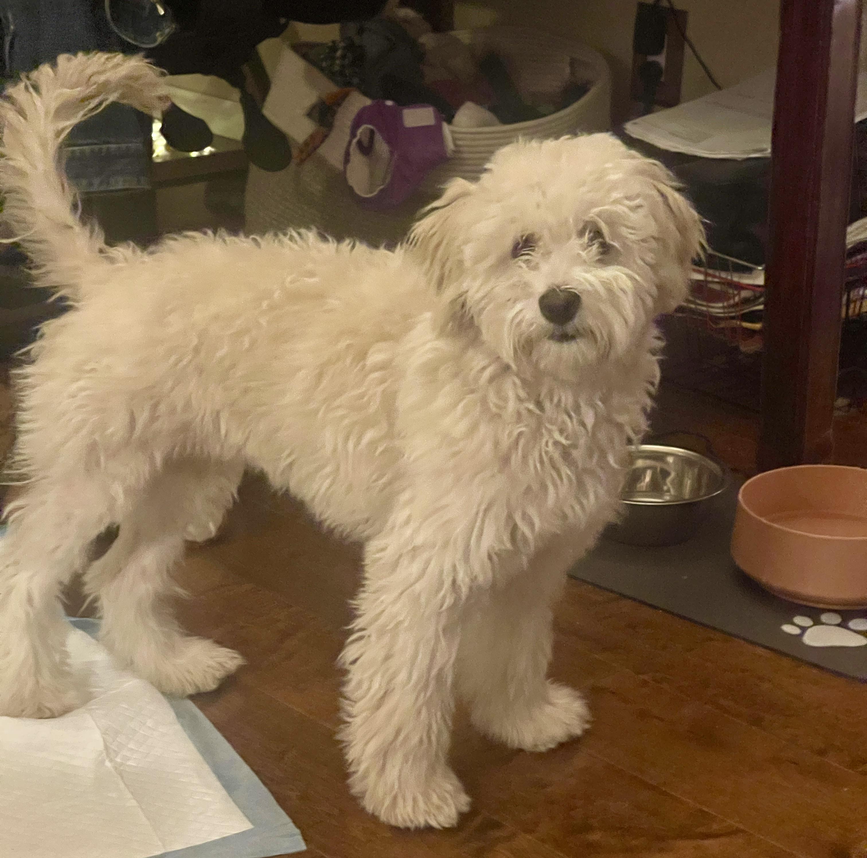 Enlarge Luke, an adopted Maltipoo in Sherman Oaks, CA image 4/6