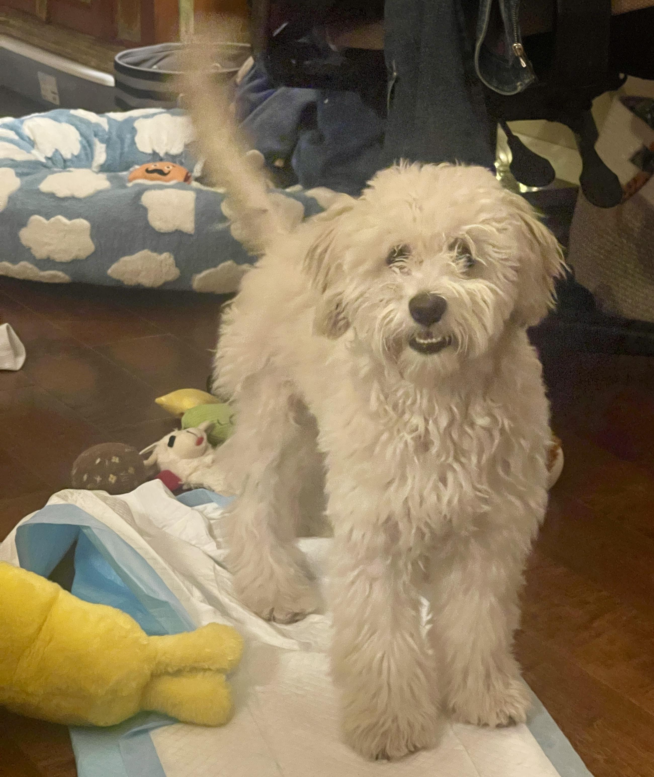 Enlarge Luke, an adopted Maltipoo in Sherman Oaks, CA image 5/6