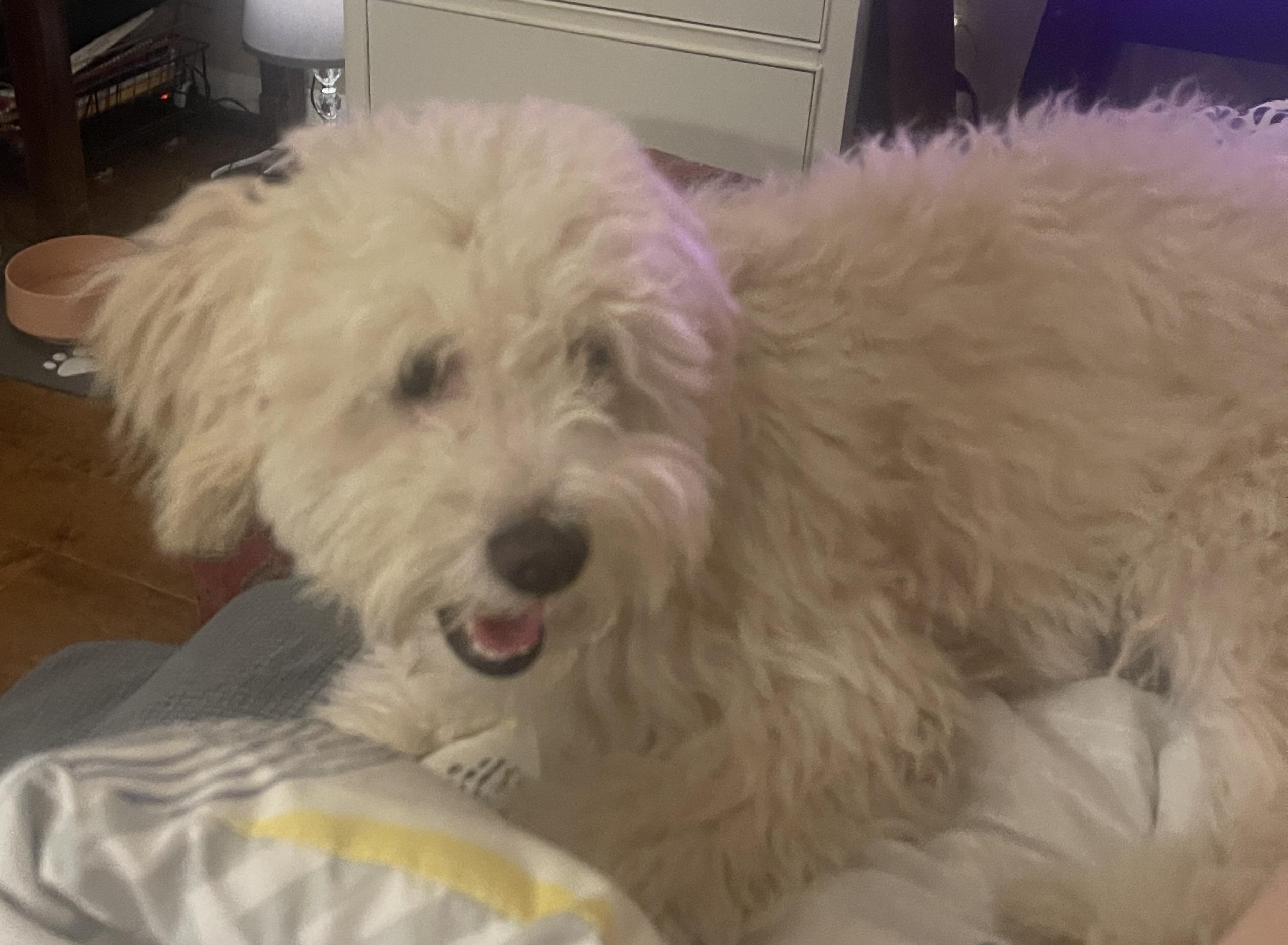 Enlarge Luke, an adopted Maltipoo in Sherman Oaks, CA image 2/6