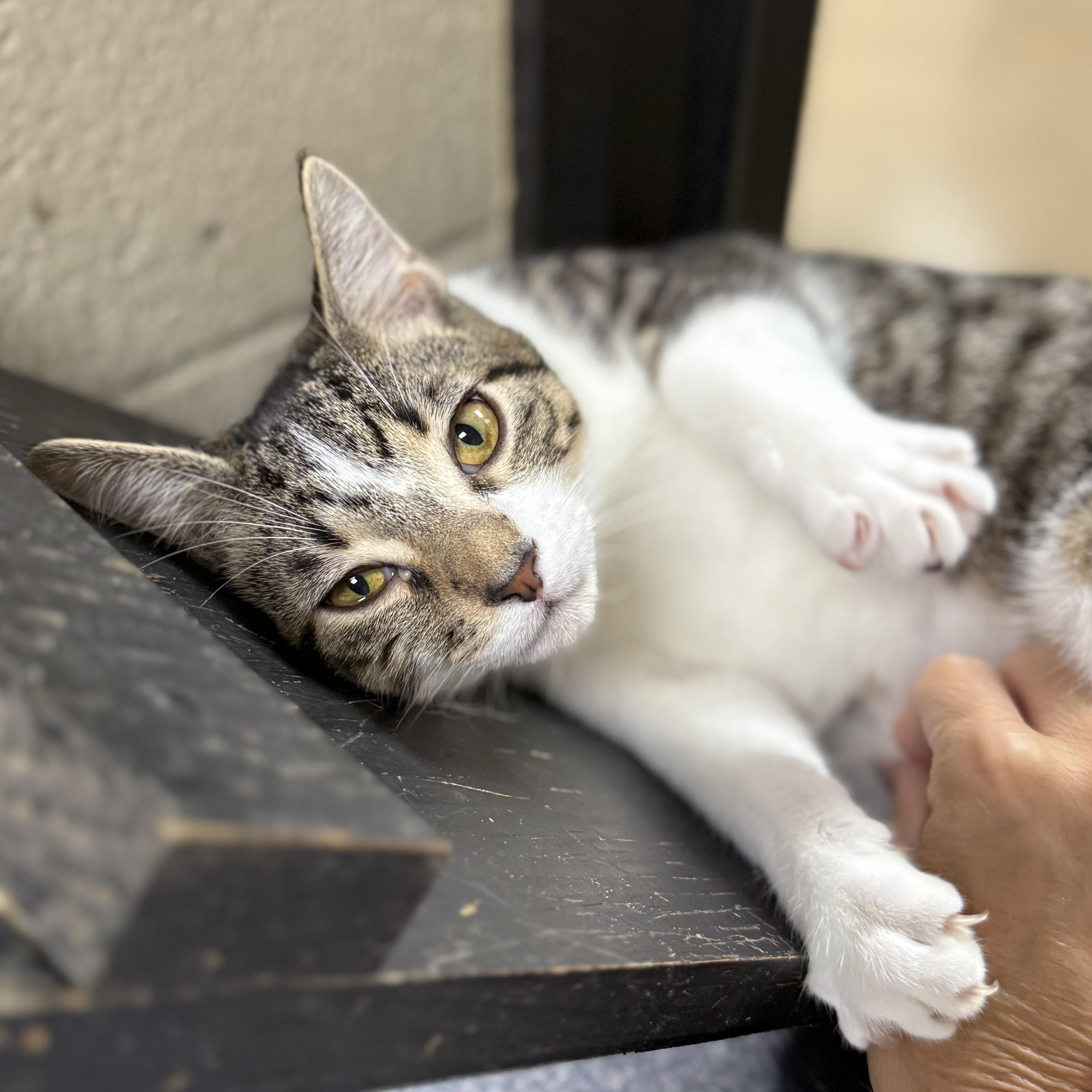 Enlarge Tabasco, a Adoptable Domestic Short Hair in Collierville, TN image 2/6