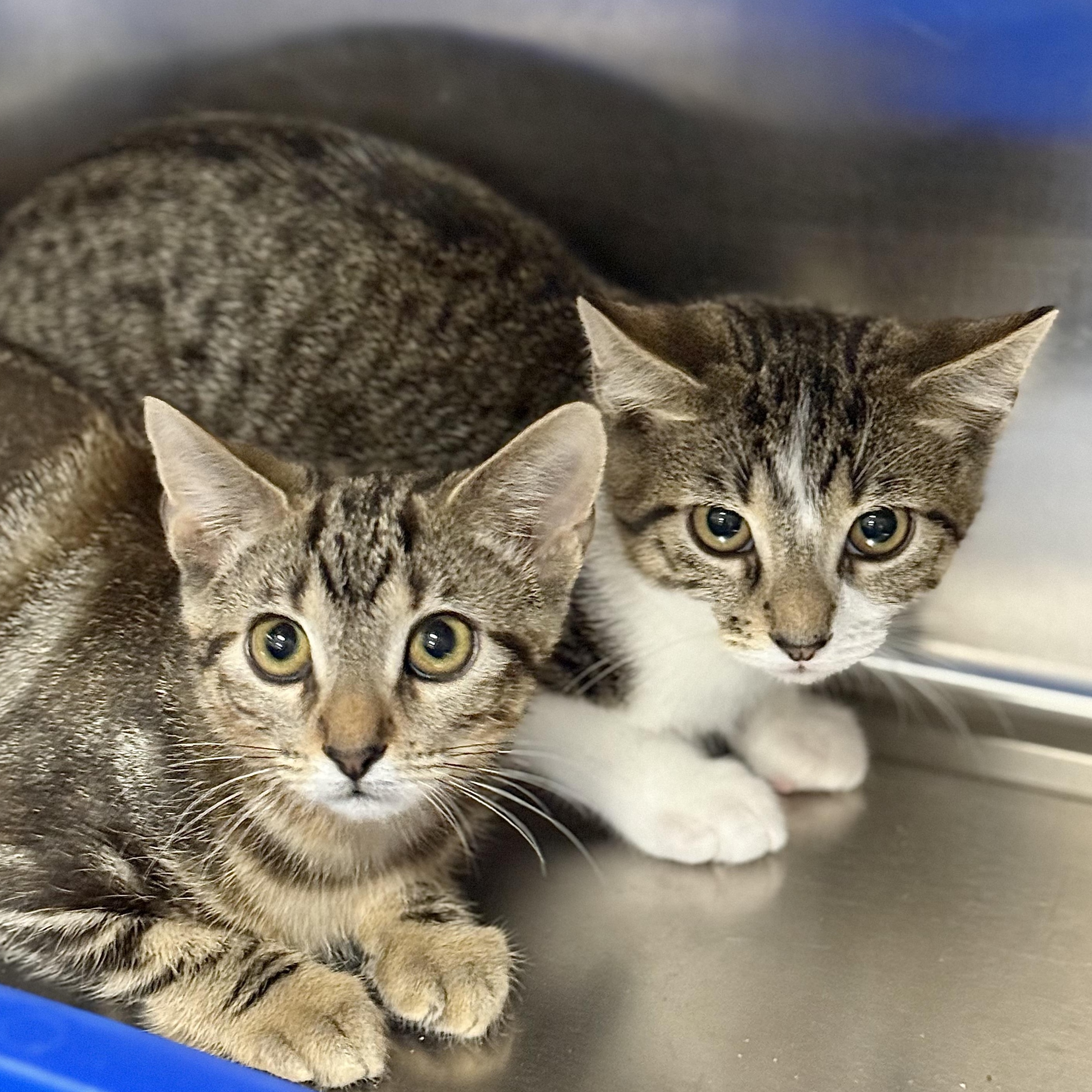 Enlarge Tabasco, a Adoptable Domestic Short Hair in Collierville, TN image 2/2