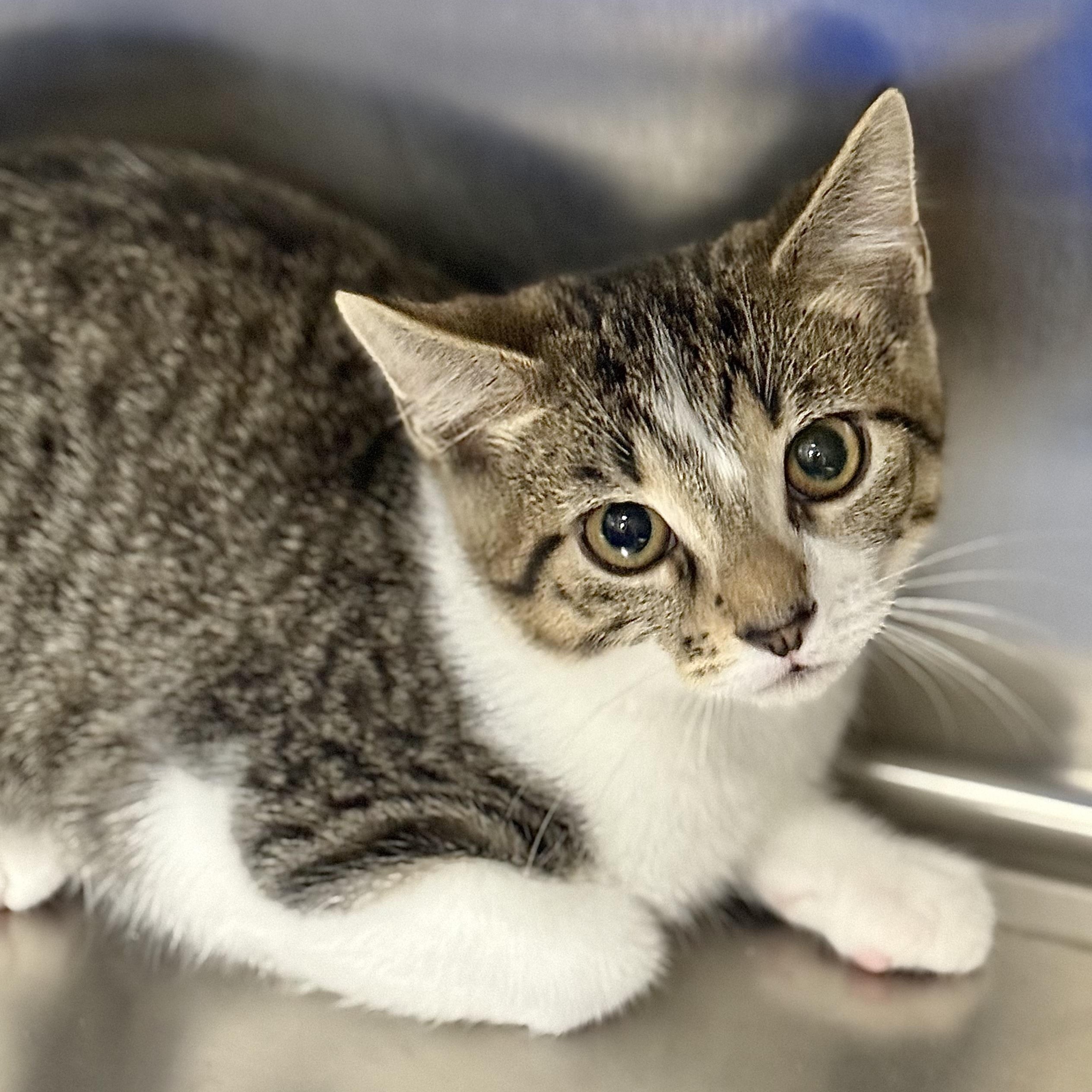 Enlarge Tabasco, a Adoptable Domestic Short Hair in Collierville, TN image 1/2