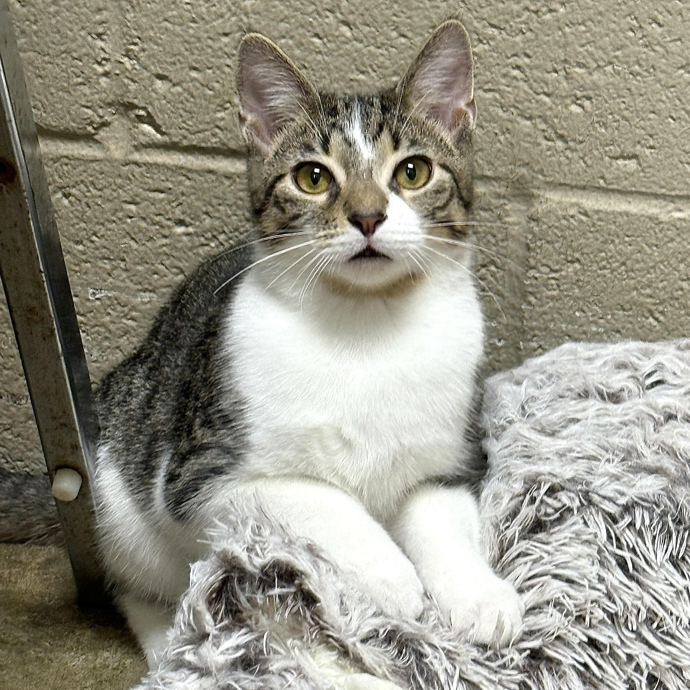 Enlarge Tabasco, a Adoptable Domestic Short Hair in Collierville, TN image 5/6