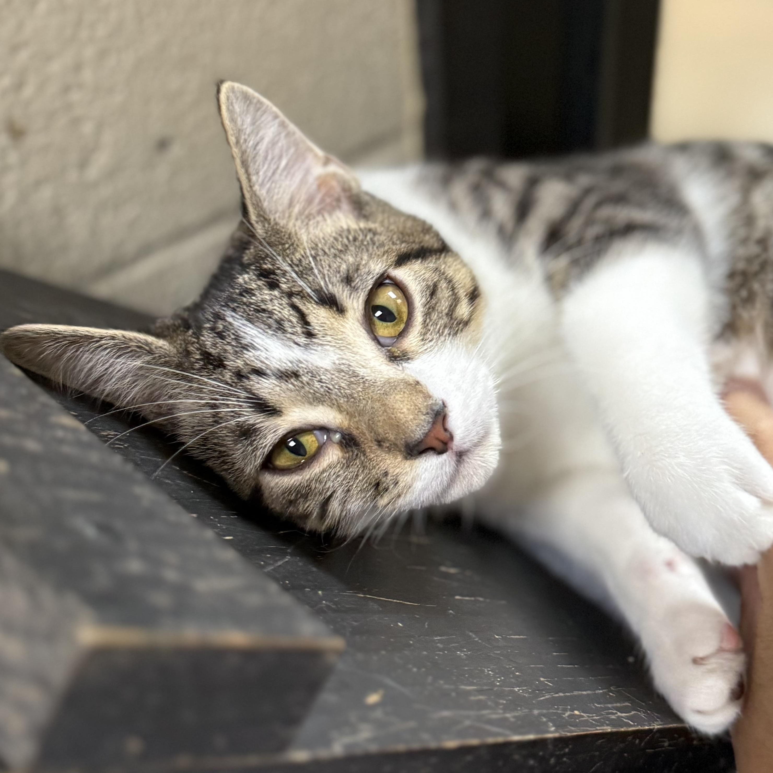 Tabasco, Adoptable, Kitten Male Domestic Short Hair.