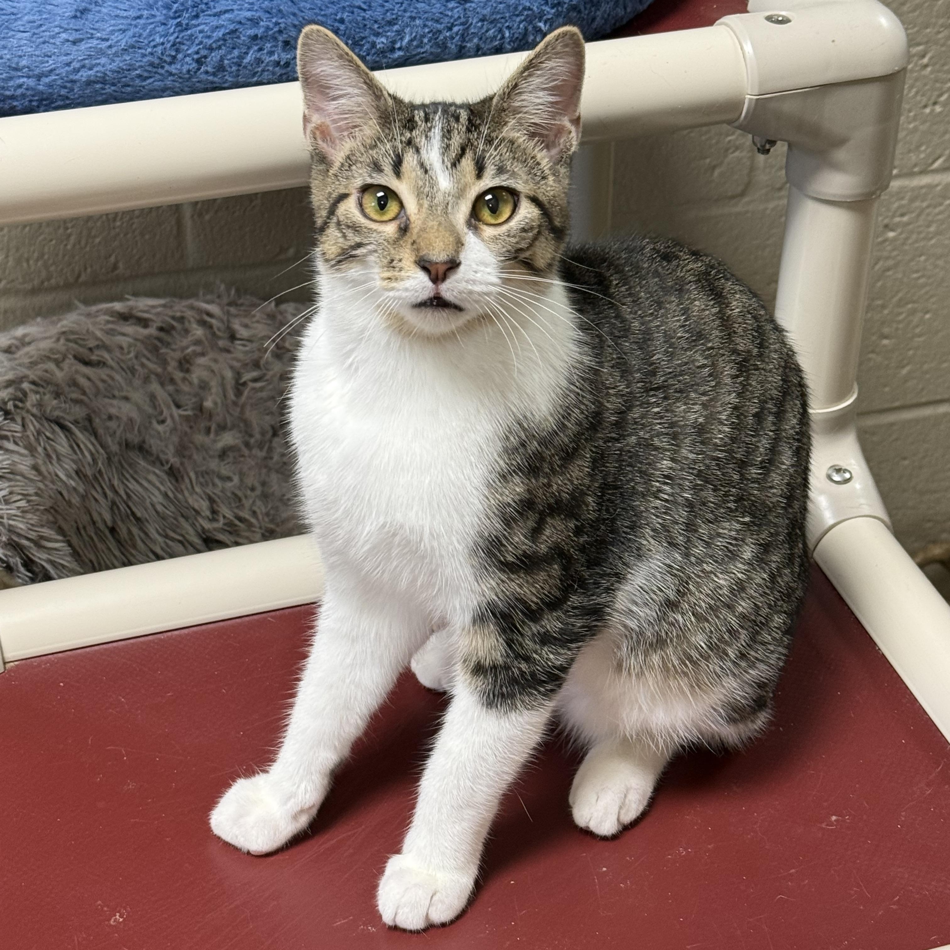Enlarge Tabasco, a Adoptable Domestic Short Hair in Collierville, TN image 4/6