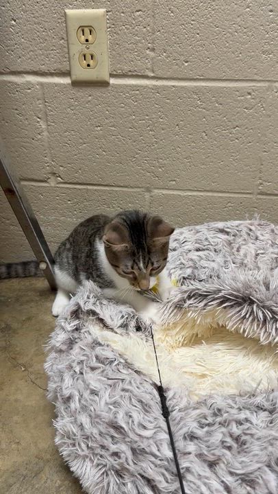 Enlarge Tabasco, a Adoptable Domestic Short Hair in Collierville, TN video 6/6