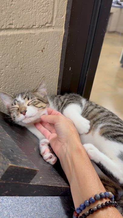 Enlarge Tabasco, a Adoptable Domestic Short Hair in Collierville, TN video 3/6