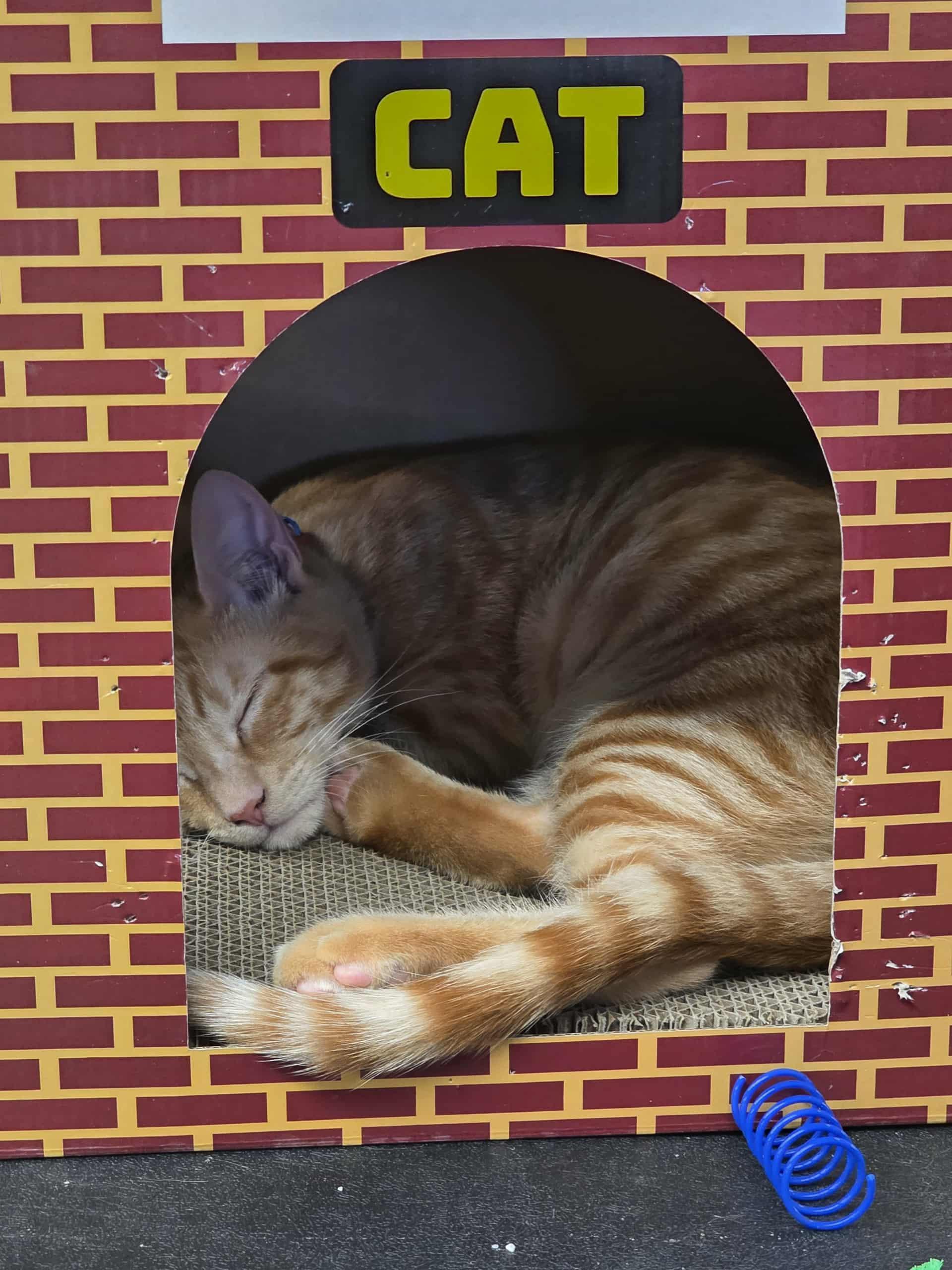 Enlarge Scrambles, a Adoptable Domestic Short Hair in Brentwood, CA image 2/3