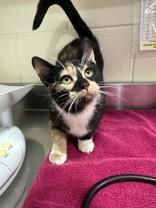 Kathleen, adopted, Young Female Domestic Short Hair.