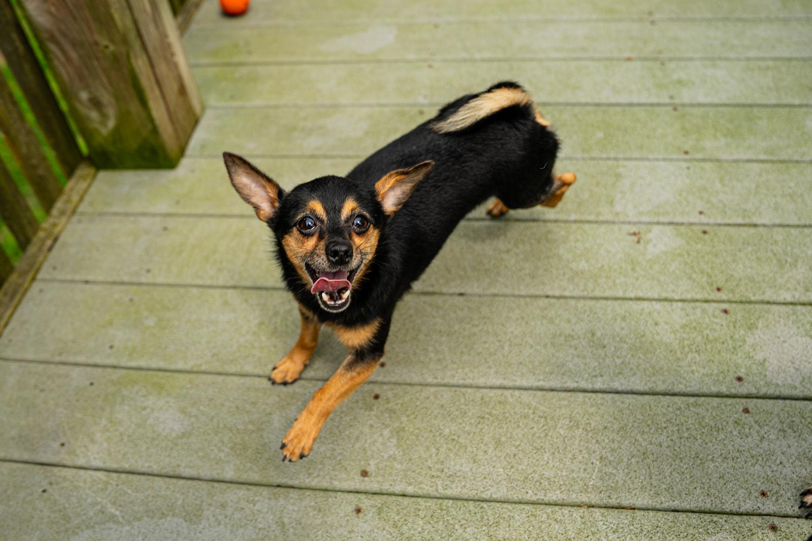 Petrie, adopted, Adult Male Chihuahua.