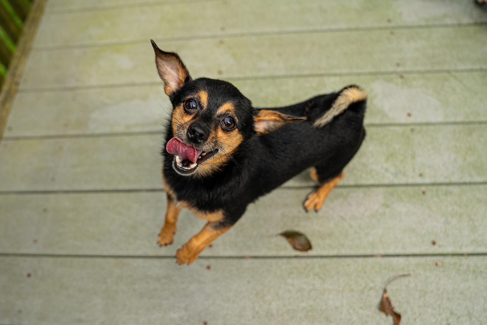Enlarge Petrie, an adopted mixed breed in Dellslow, WV image 4/6
