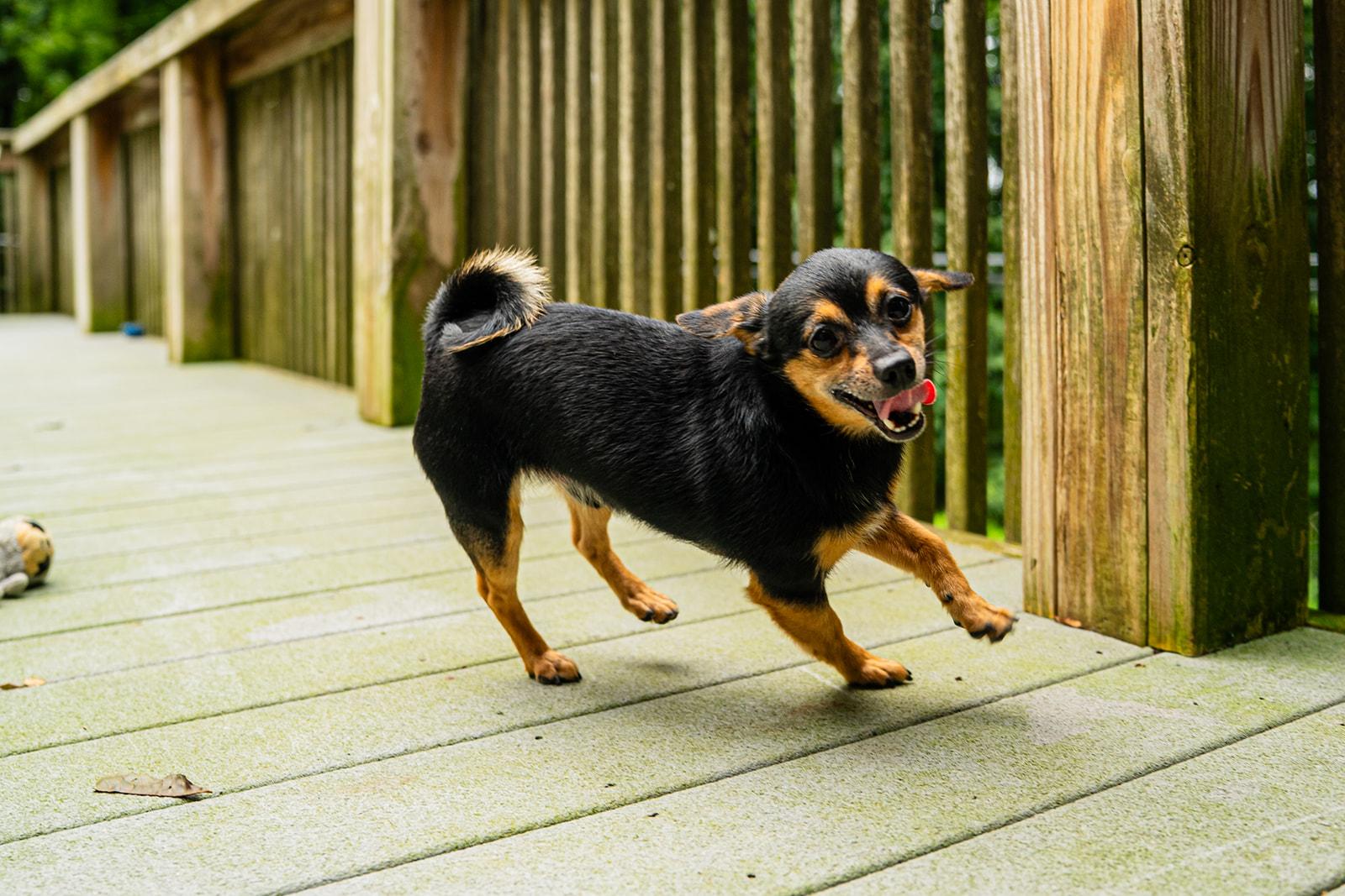 Enlarge Petrie, an adopted mixed breed in Dellslow, WV image 5/6