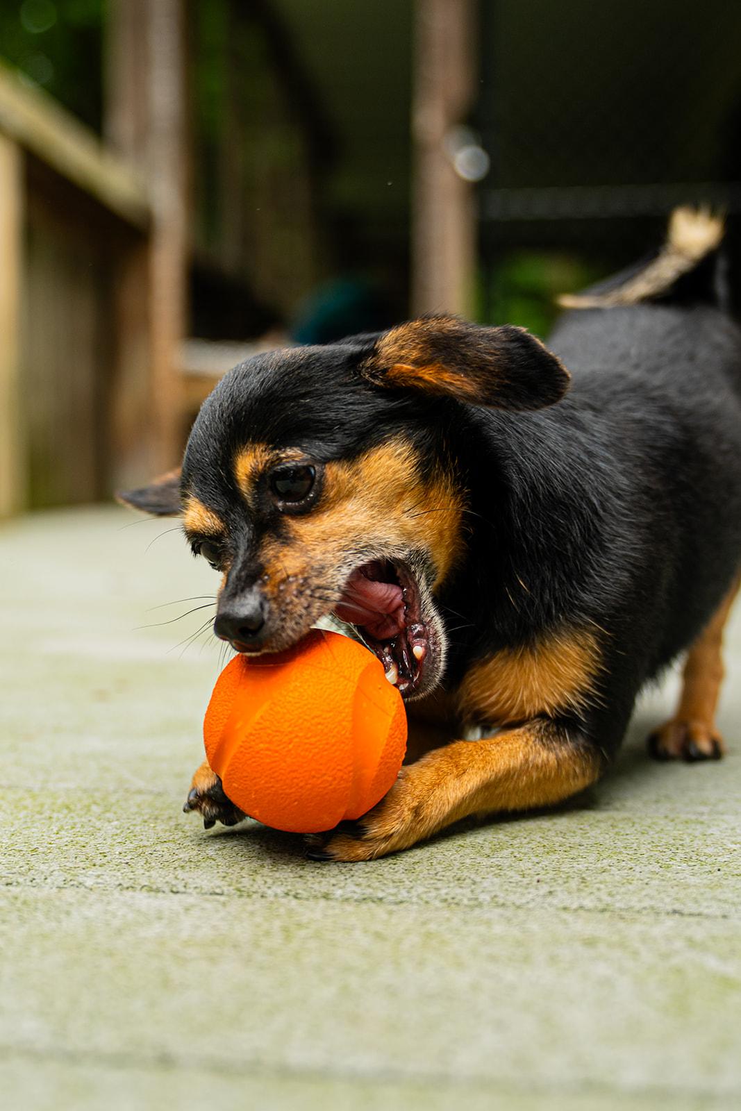 Enlarge Petrie, an adopted mixed breed in Dellslow, WV image 6/6
