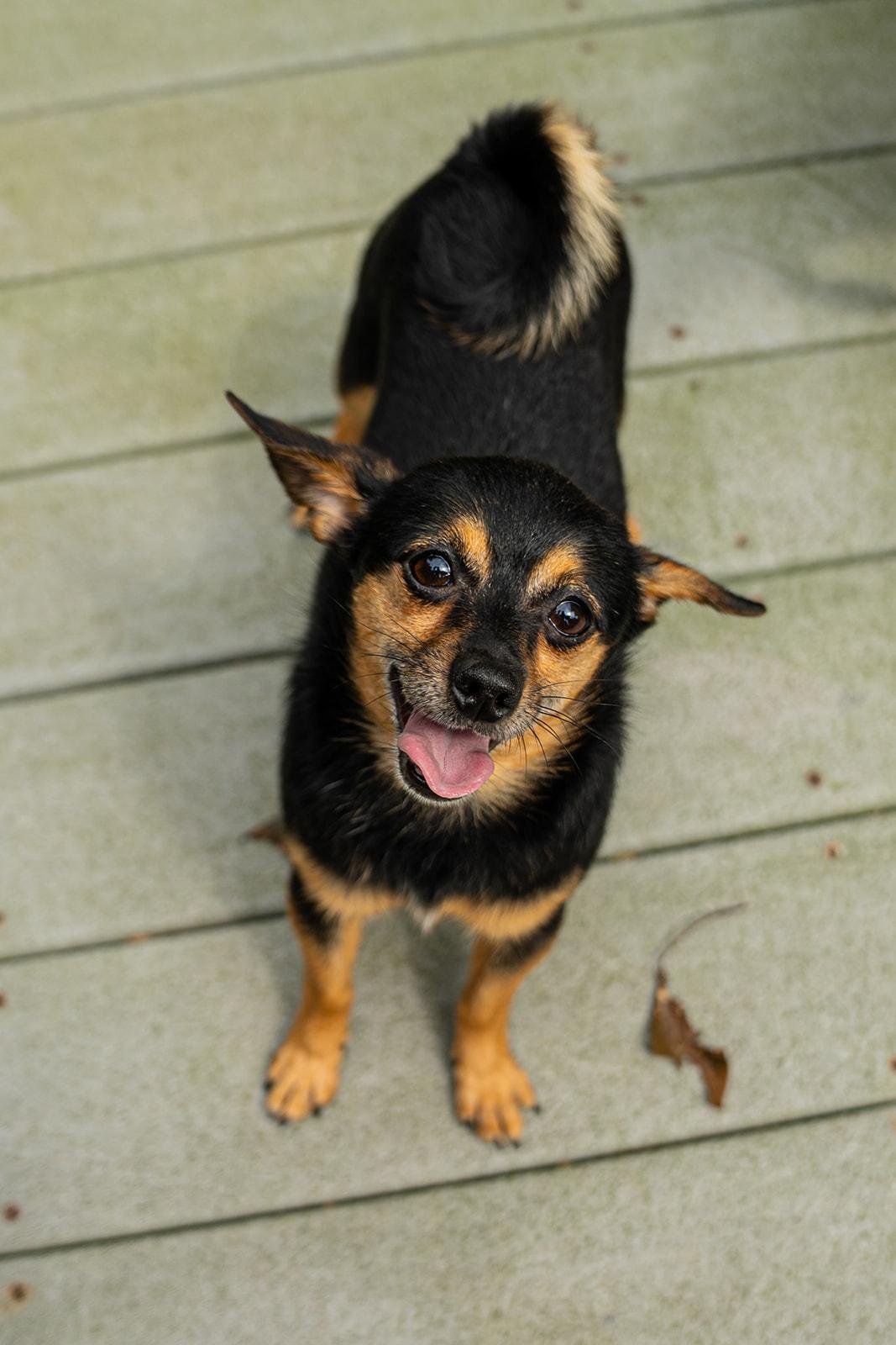 Enlarge Petrie, an adopted mixed breed in Dellslow, WV image 2/6