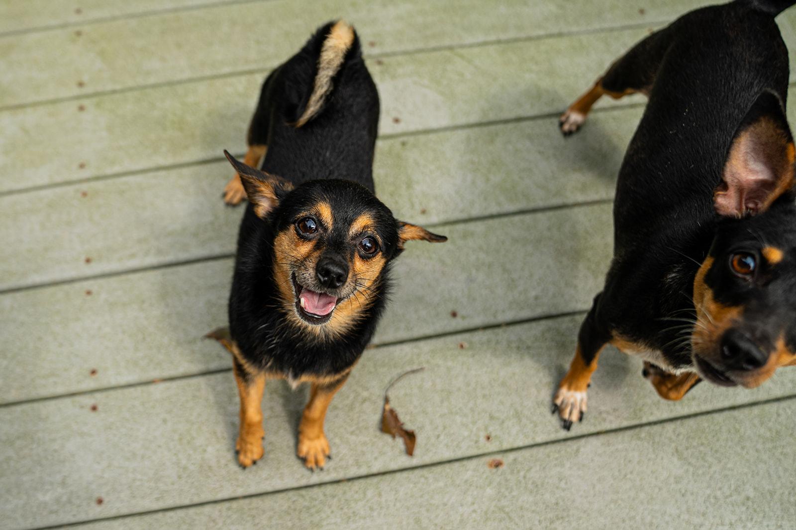 Enlarge Petrie, an adopted mixed breed in Dellslow, WV image 3/6