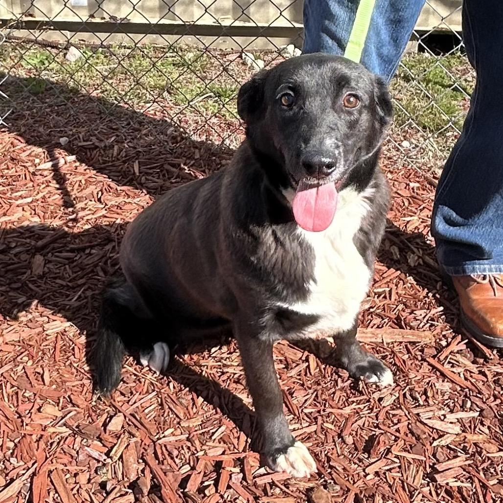 Emily, a Adoptable mixed breed in Bronson, FL image 1/6
