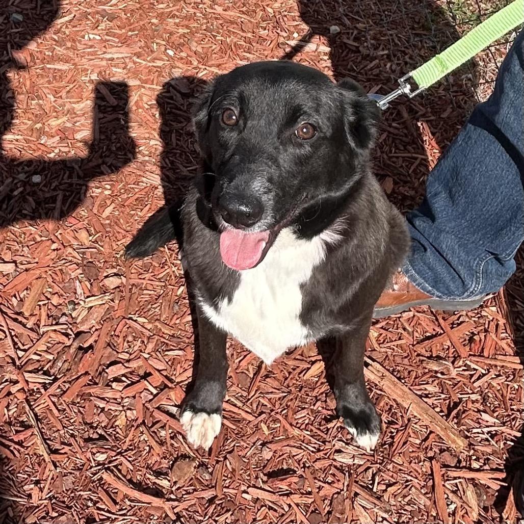Emily, a Adoptable mixed breed in Bronson, FL image 3/6