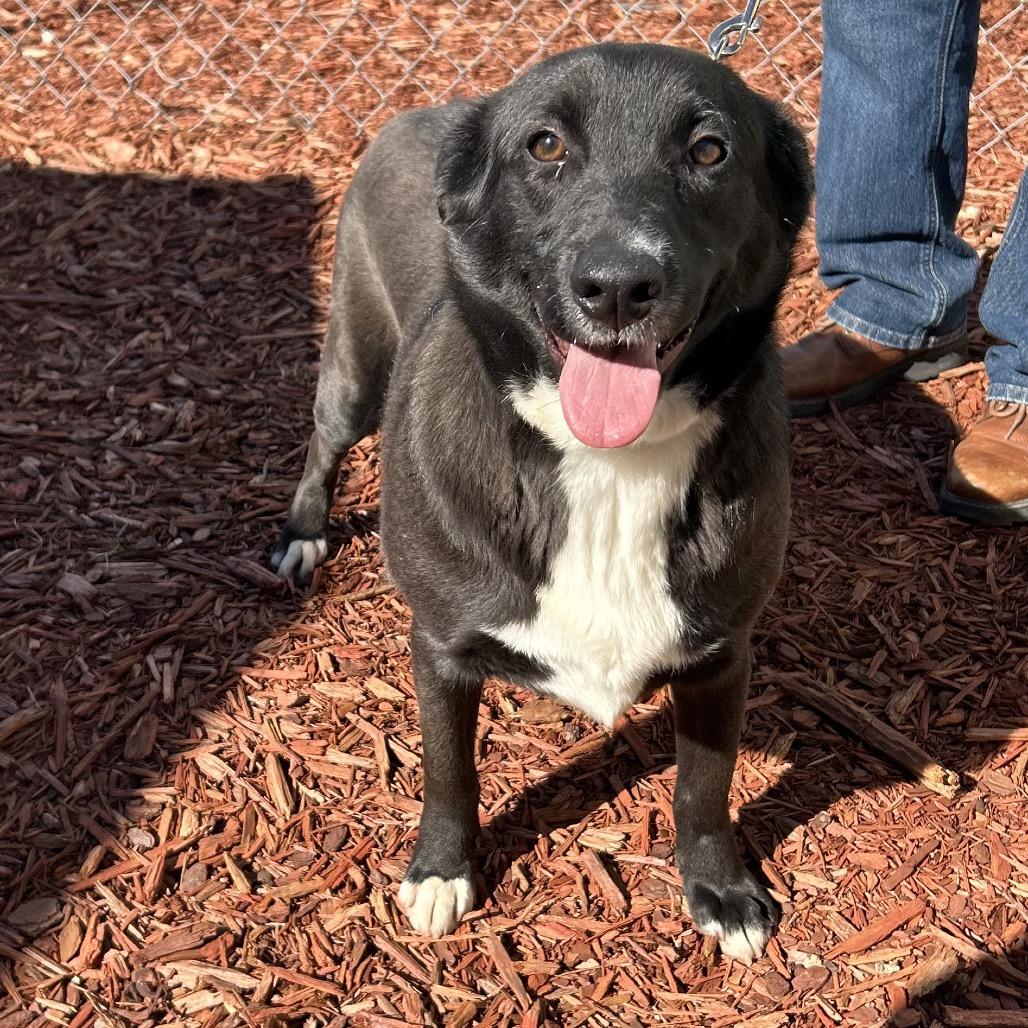 Emily, a Adoptable mixed breed in Bronson, FL image 4/6