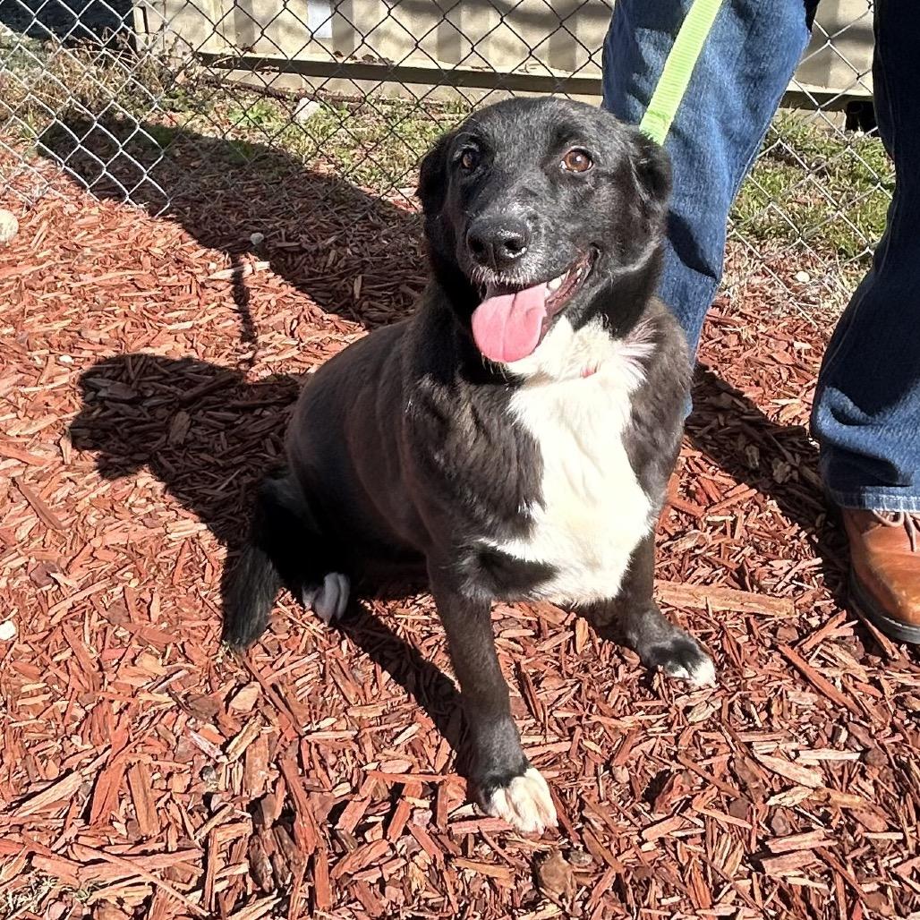 Emily, a Adoptable mixed breed in Bronson, FL image 5/6