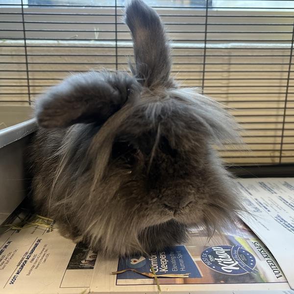 Serendipity, a Adoptable mixed breed in Silverdale, WA image 2/2