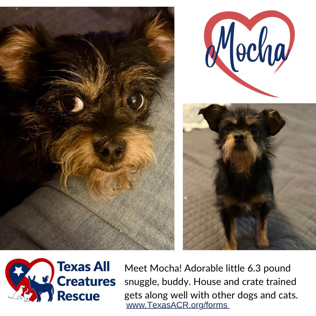 Enlarge Mocha, a Adoptable Yorkshire Terrier in Alvarado, TX image 1/1