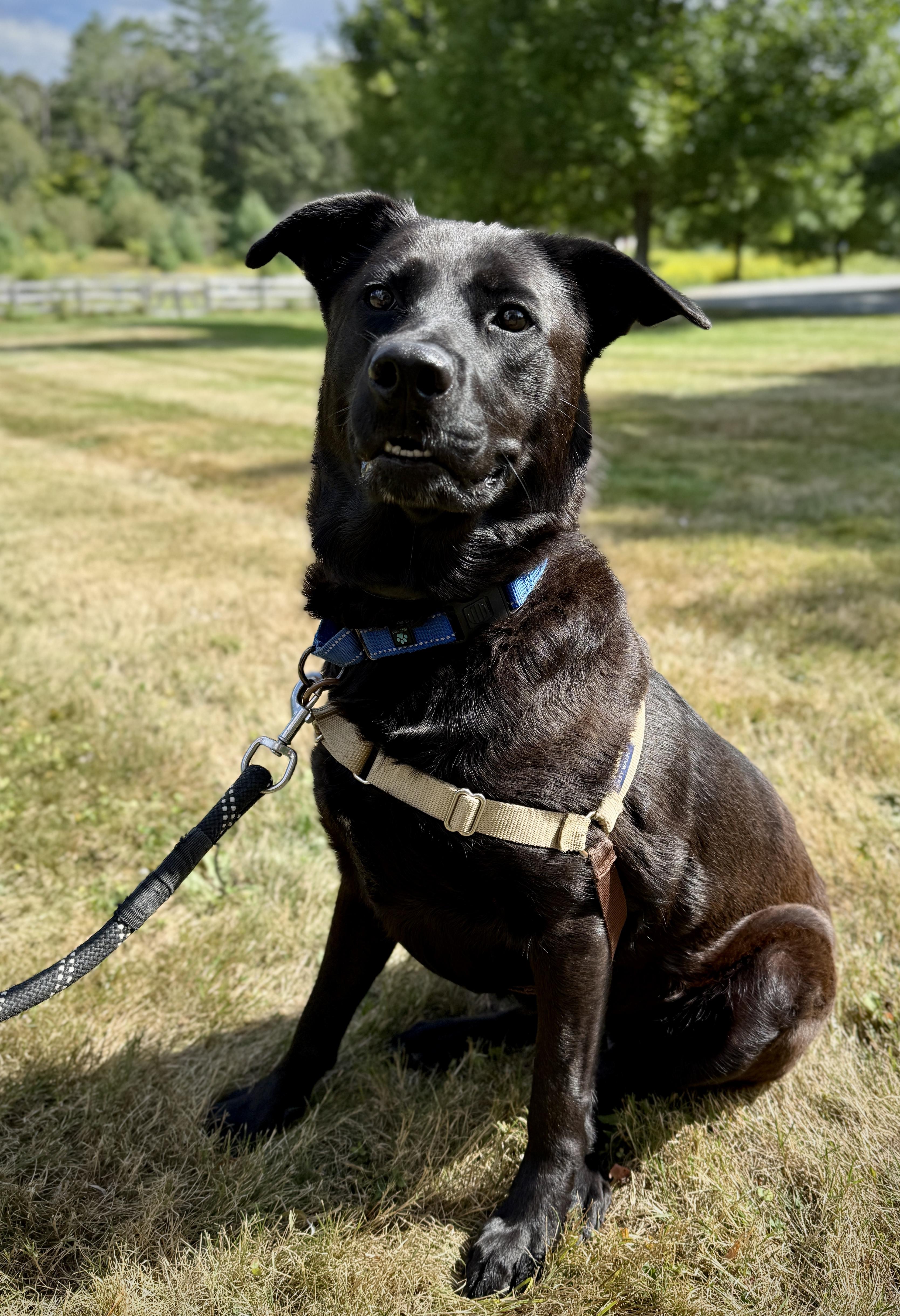 Enlarge Daisy Mae, an adoptable Mixed Breed in Brownsville, VT image 1/1